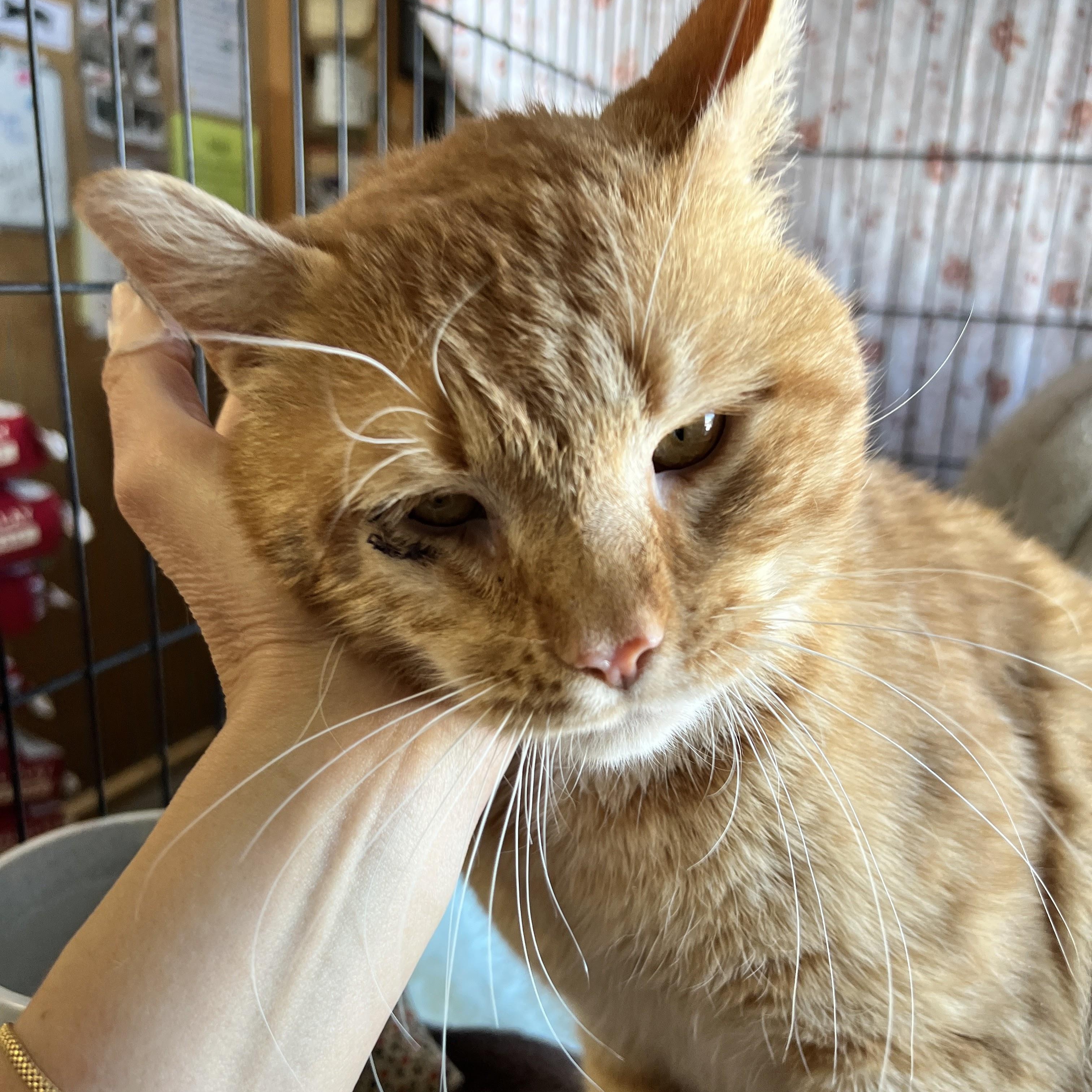 Nacho, an adopted mixed breed in Germansville, PA image 3/3