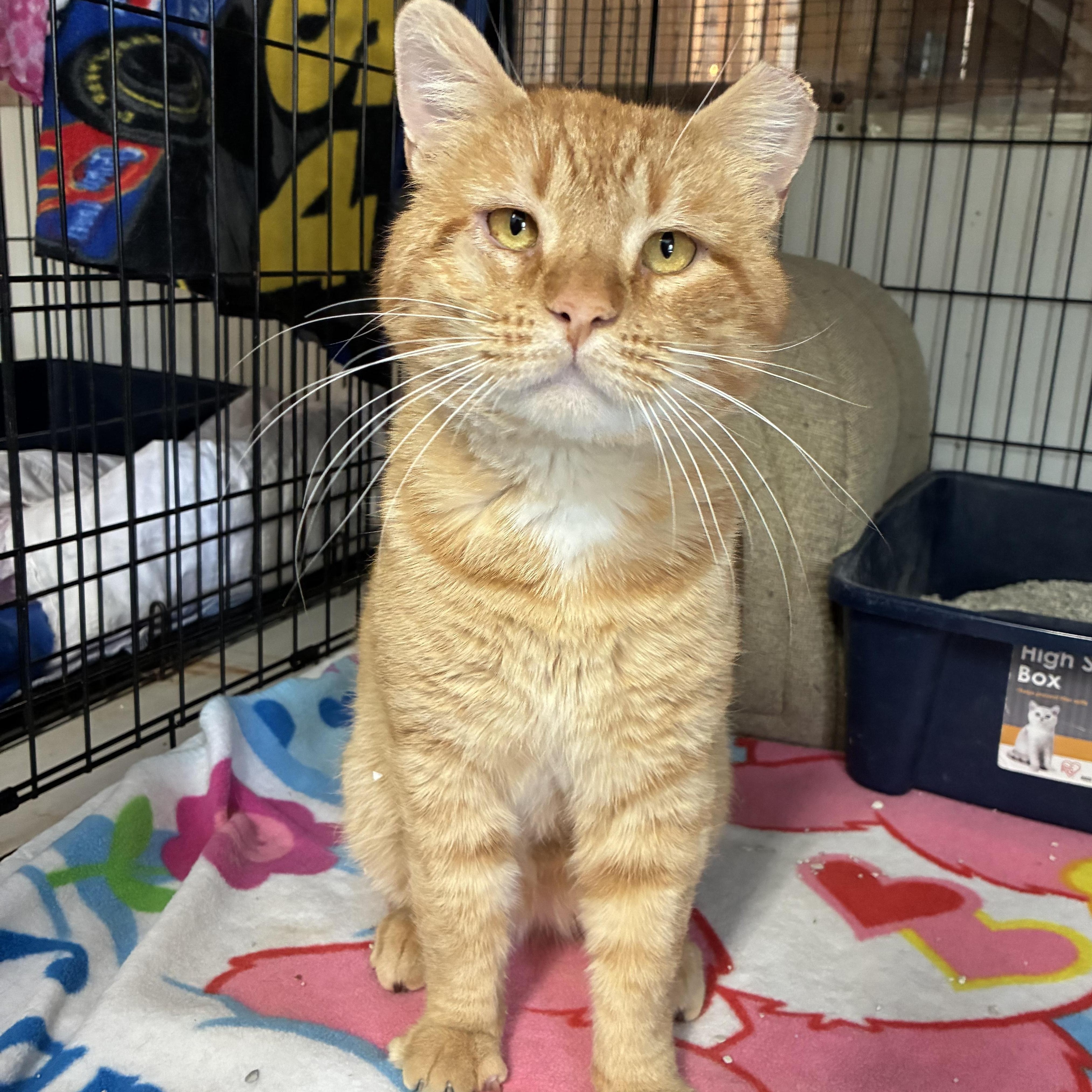 Nacho, an adopted mixed breed in Germansville, PA image 1/3