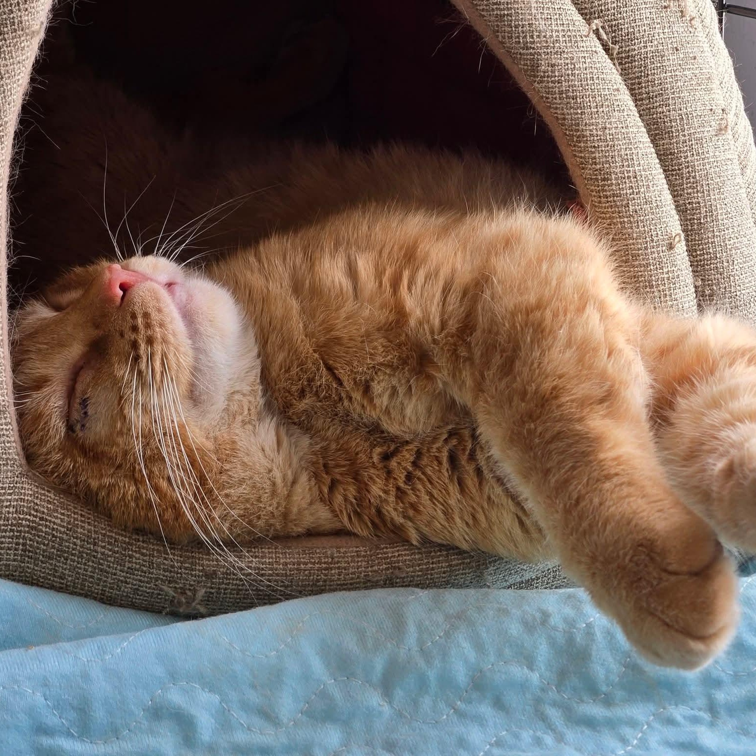 Nacho, an adopted mixed breed in Germansville, PA image 2/3