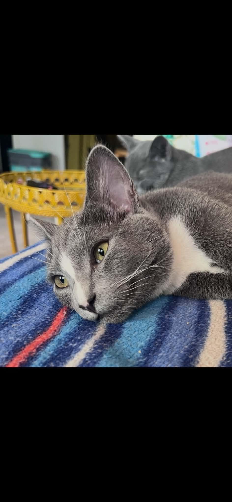 Enlarge Intern, a Adoptable Domestic Short Hair in Rixeyville, VA image 2/2