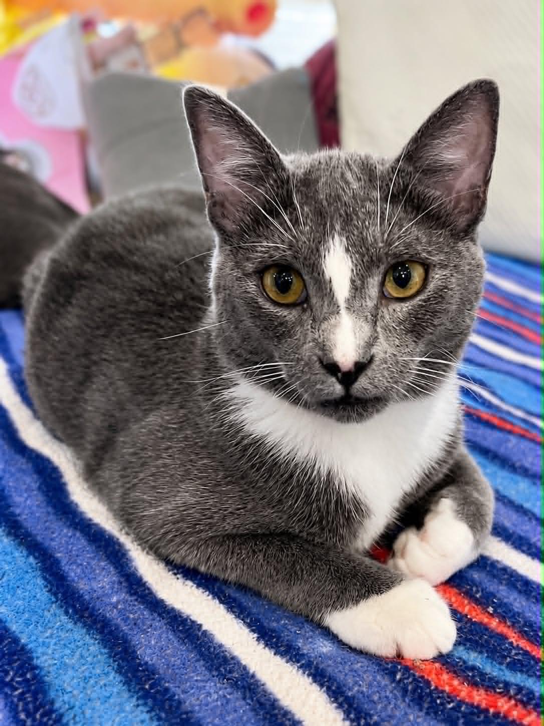 Enlarge Intern, a Adoptable Domestic Short Hair in Rixeyville, VA image 1/2