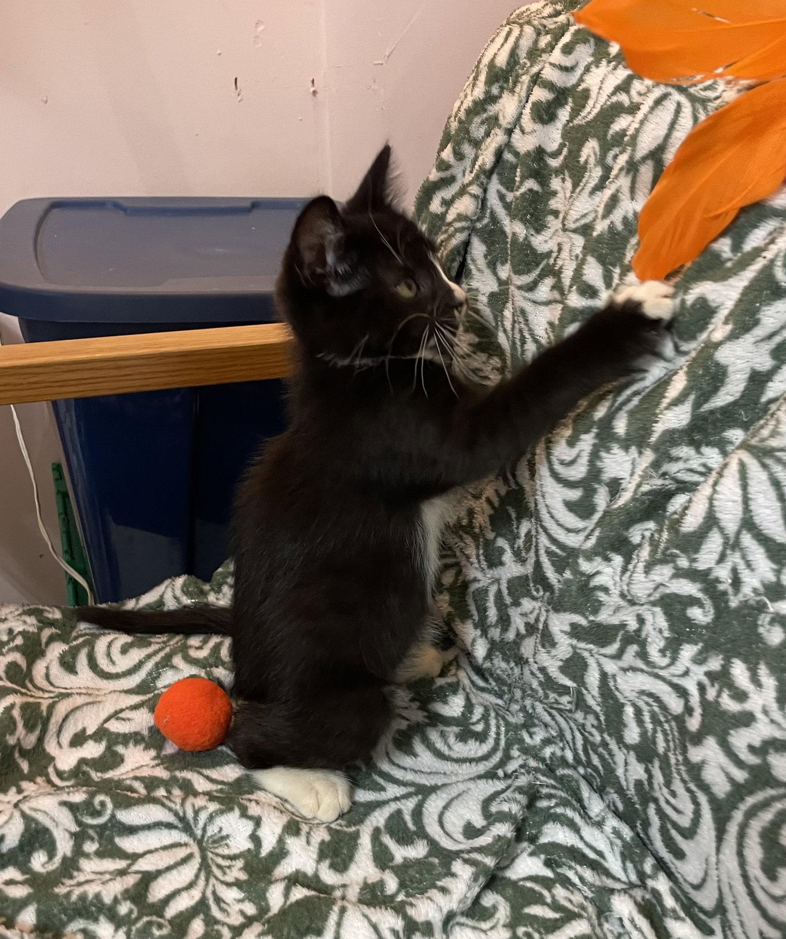 Parker, Adoptable, Kitten Male Domestic Medium Hair.