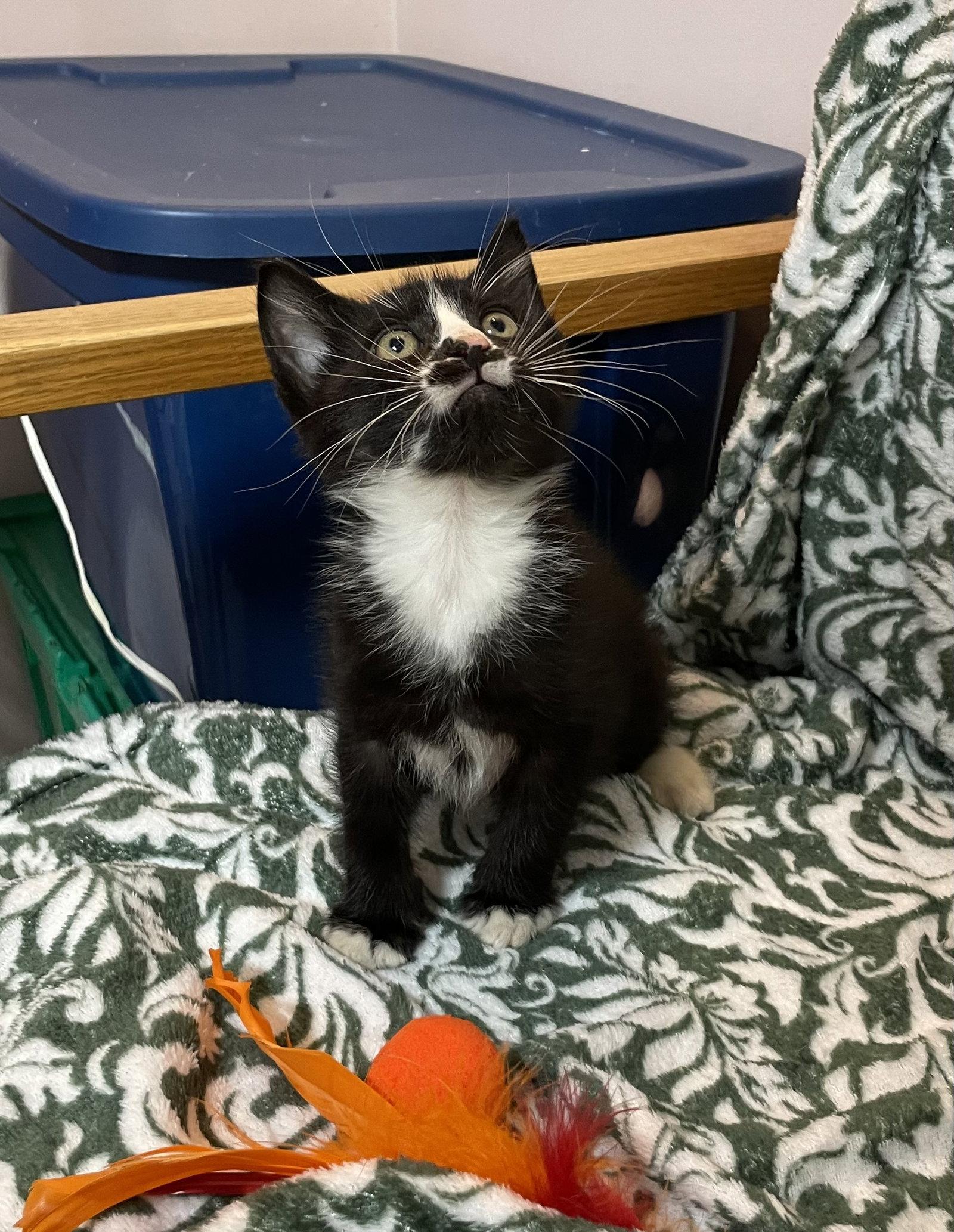 Enlarge Parker, a Adoptable Domestic Medium Hair in Stover, MO image 2/2