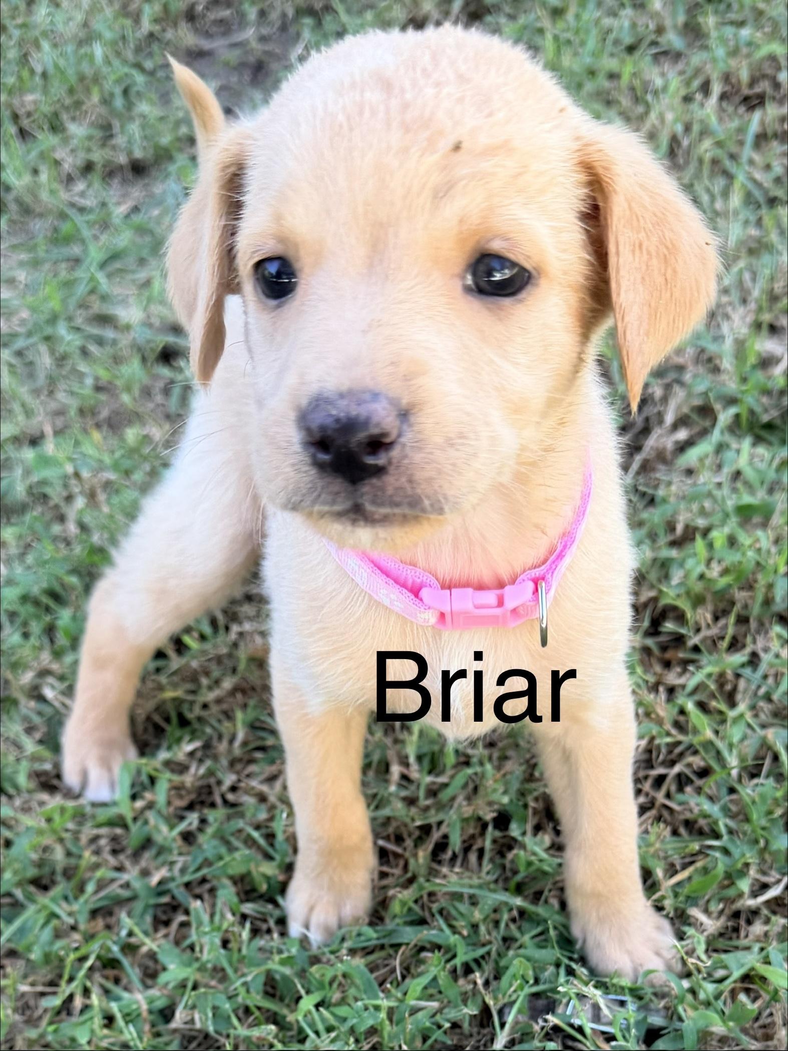 Briar, Adoptable, Young Female Labradoodle.