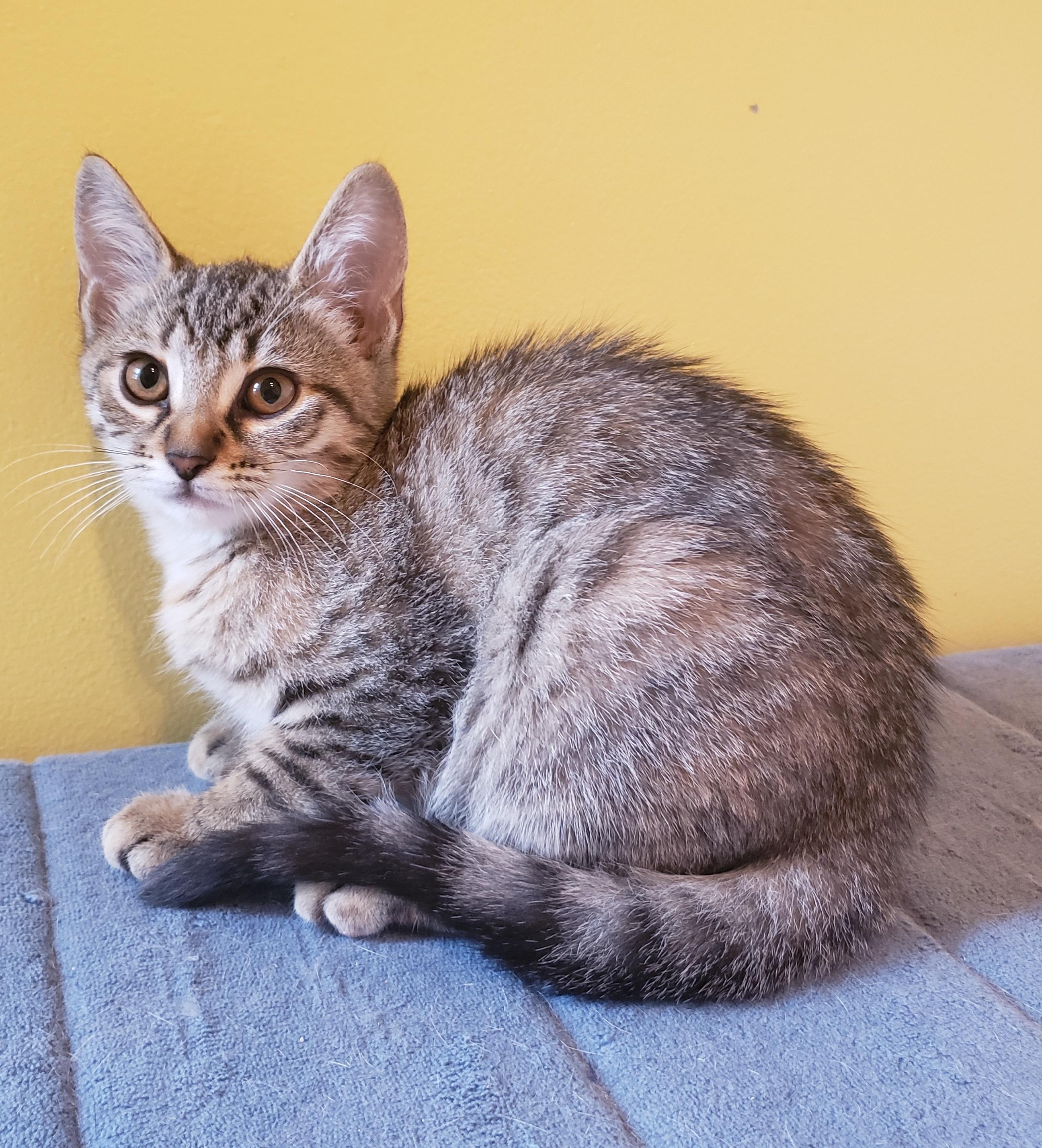 Enlarge Polly, a Adopted Domestic Short Hair in Anjou, QC image 2/2