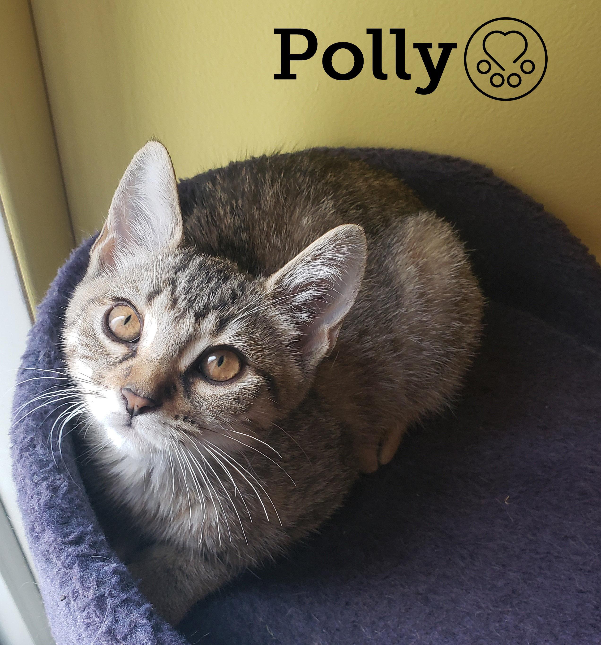Polly, Adopted, Kitten Female Domestic Short Hair.