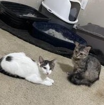 Olivia — thumbnail 2