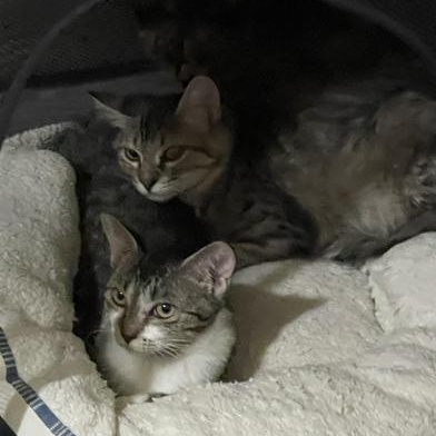 Olivia — thumbnail 3