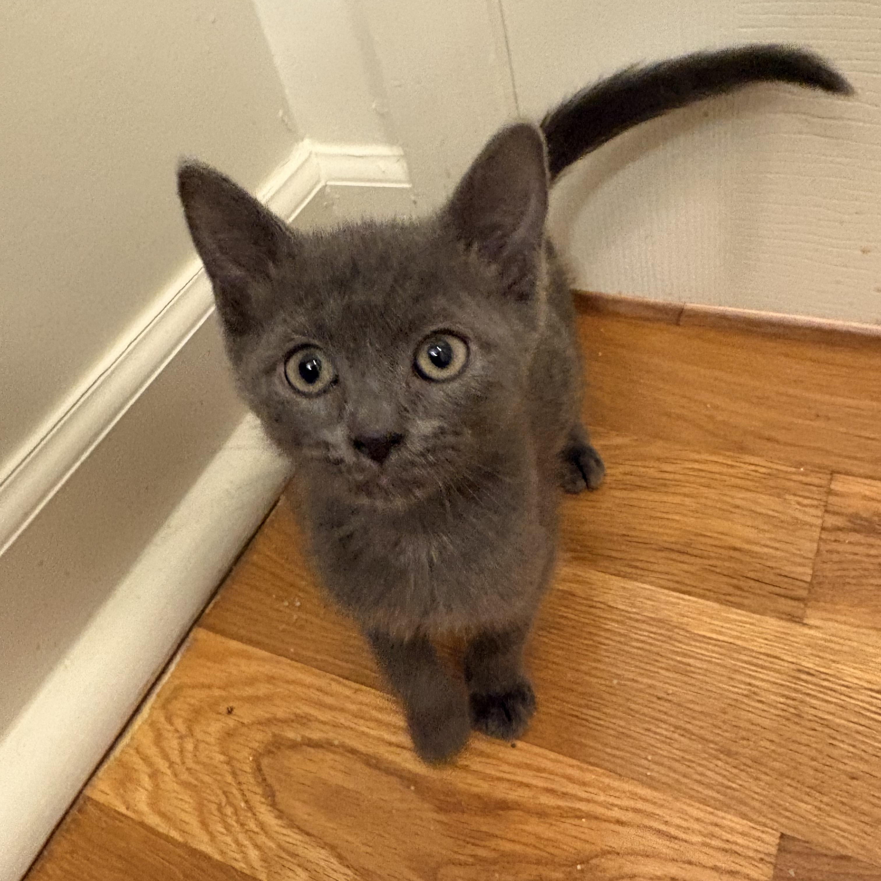 Rust - Athens, GA, adopted, Kitten Male Domestic Short Hair & Russian Blue.