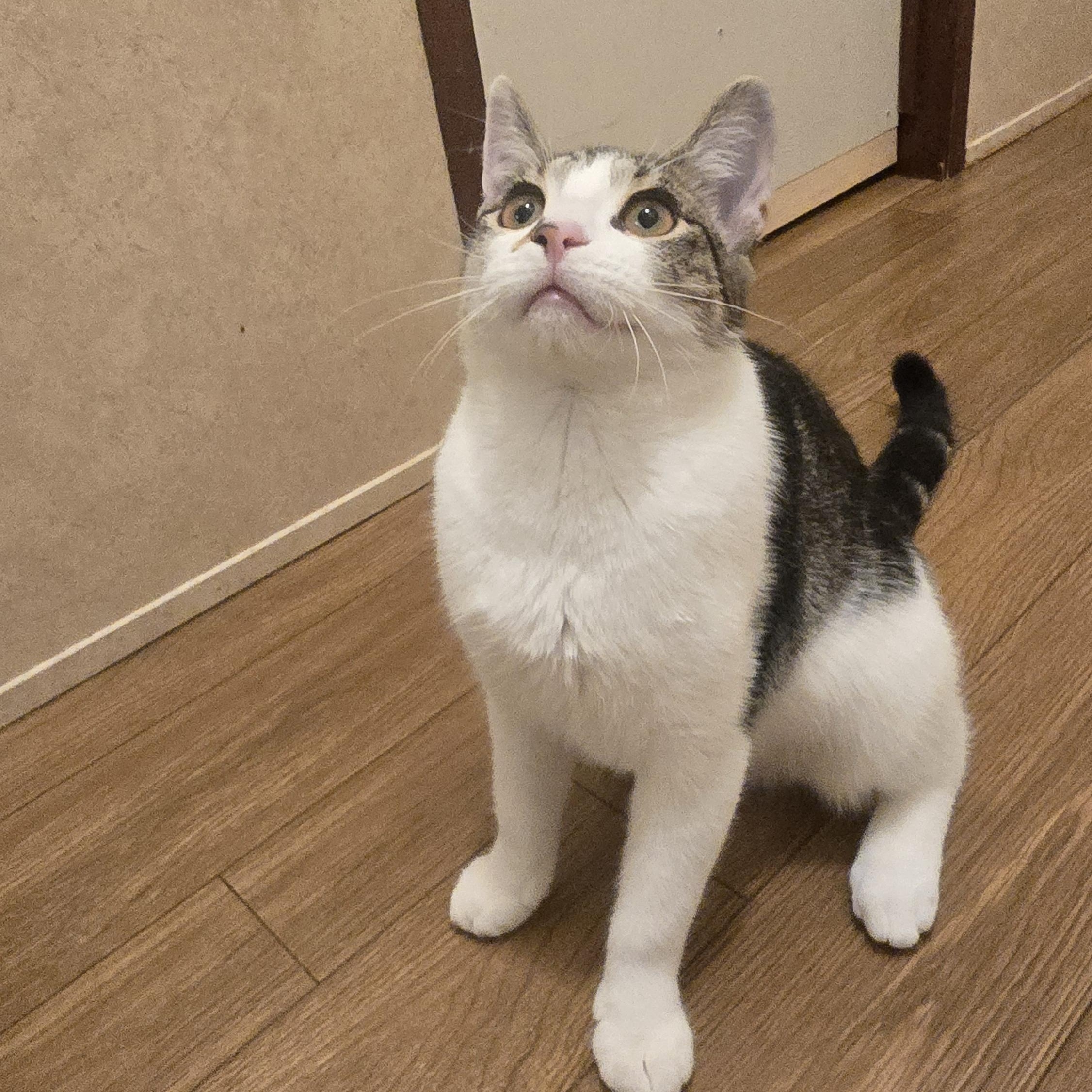 Enlarge Invis - Bonded w/Luna, a Adoptable Domestic Short Hair in Rockford, MI image 1/6