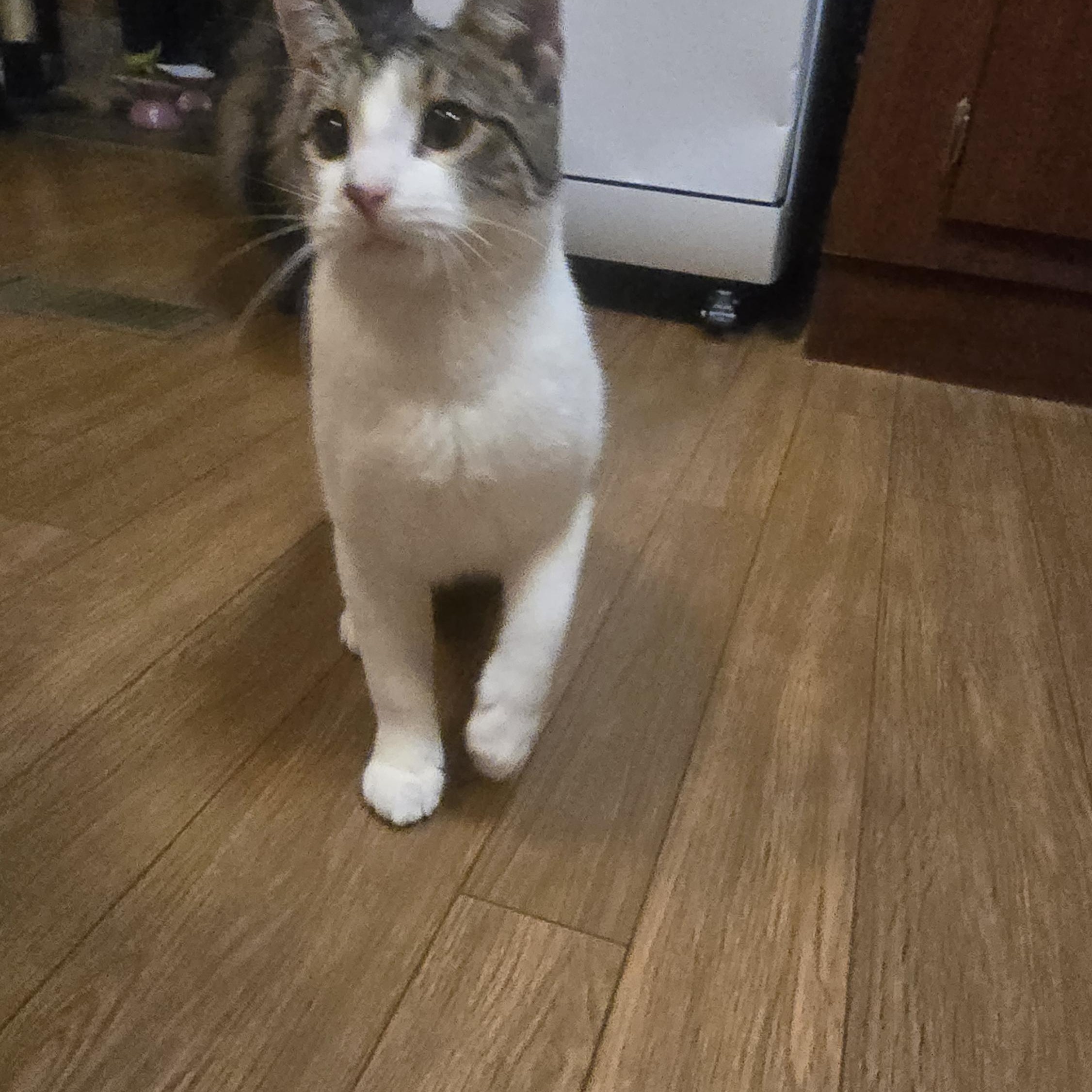 Enlarge Invis - Bonded w/Luna, a Adoptable Domestic Short Hair in Rockford, MI image 6/6