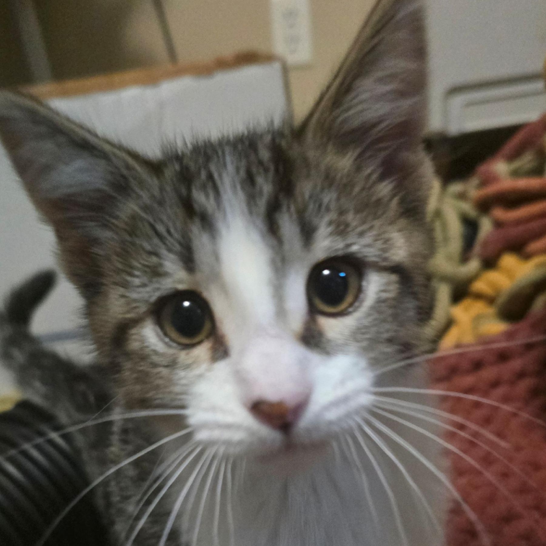 Enlarge Invis - Bonded w/Luna, a Adoptable Domestic Short Hair in Rockford, MI image 2/6