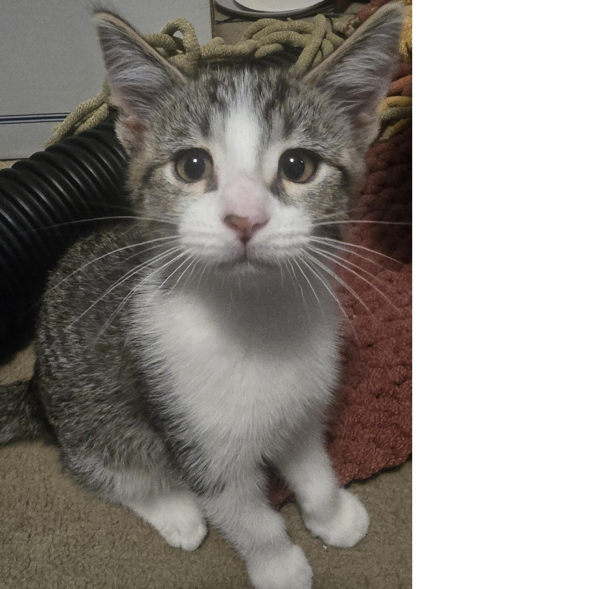 Enlarge Invis - Bonded w/Luna, a Adoptable Domestic Short Hair in Rockford, MI image 5/6