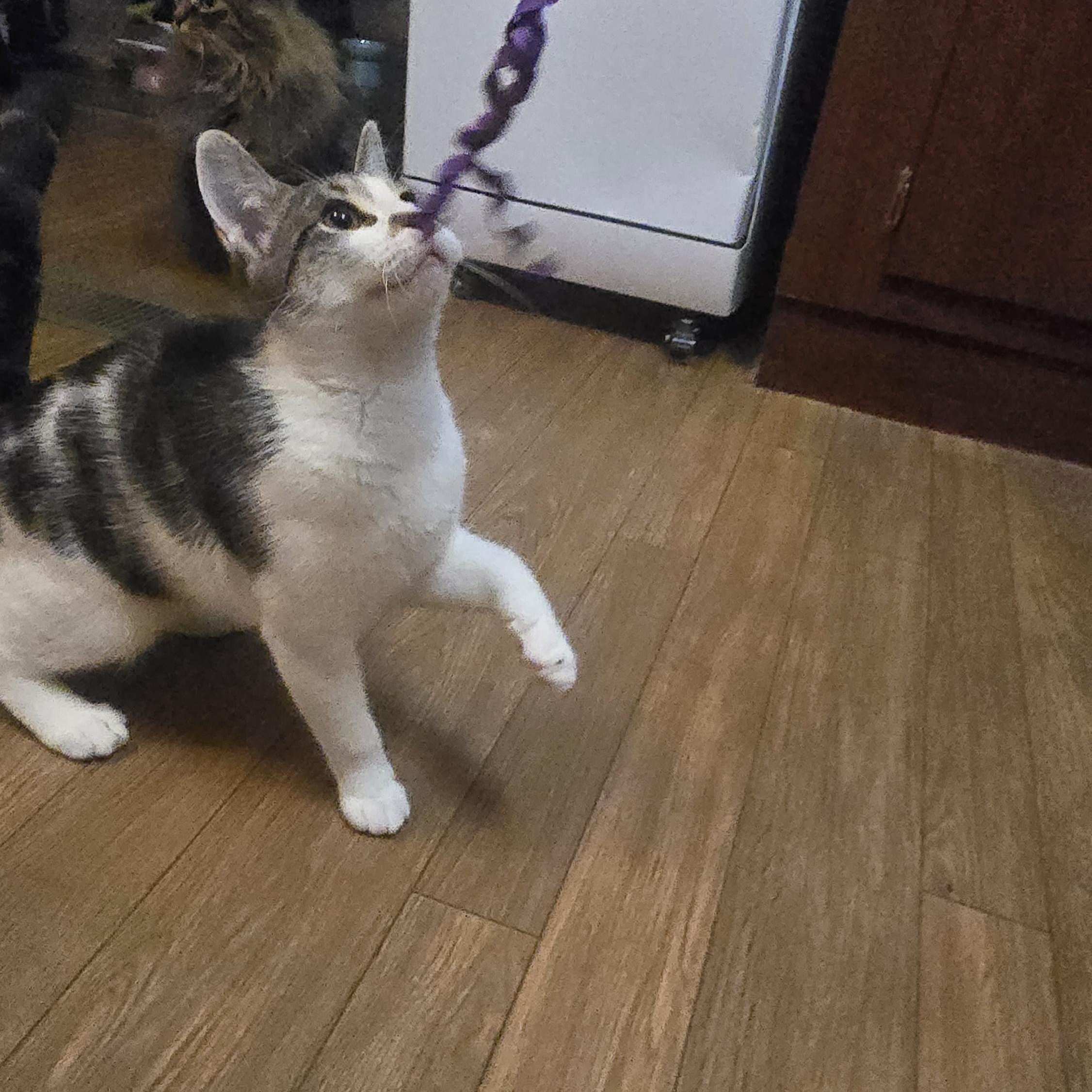 Invis - Bonded w/Luna