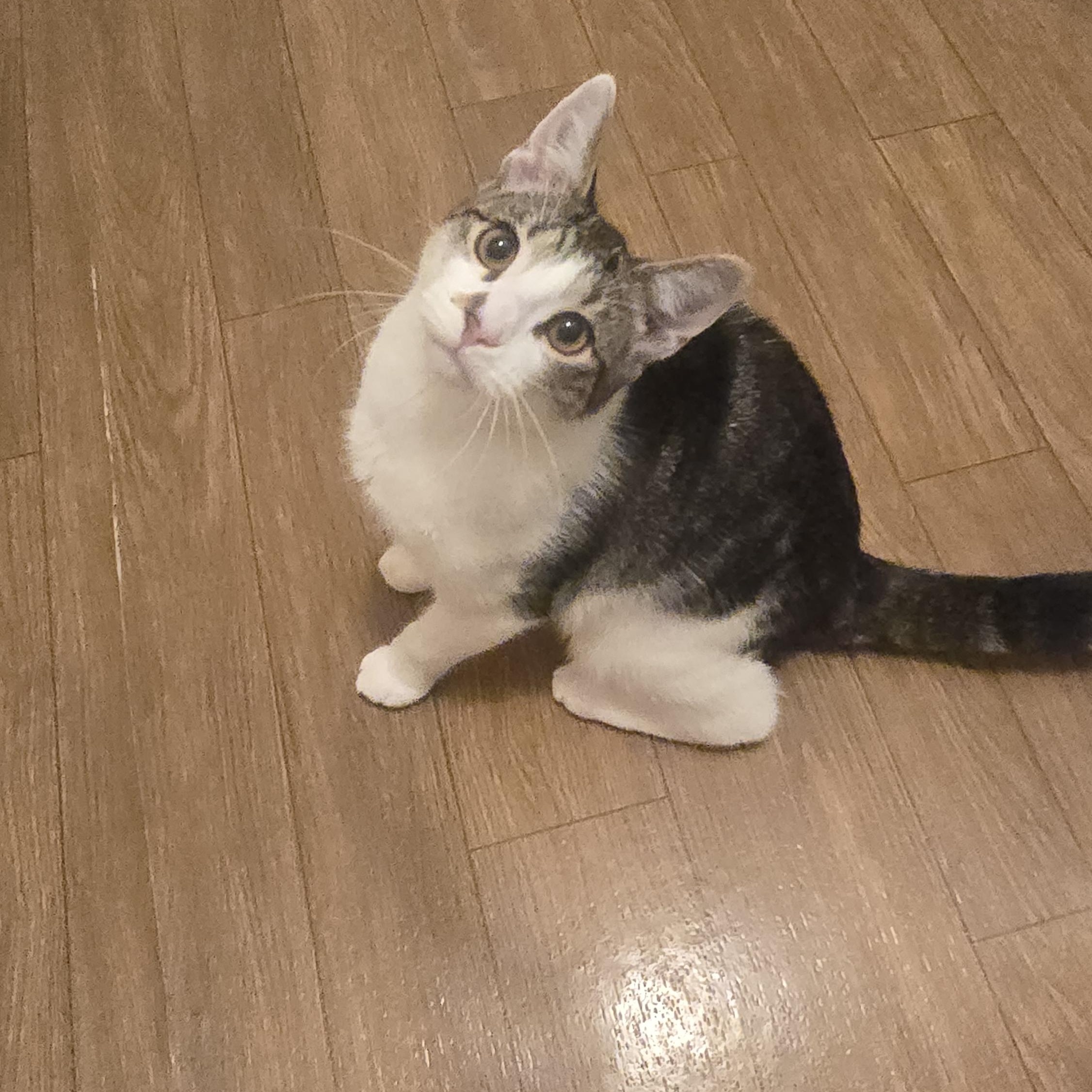 Enlarge Invis - Bonded w/Luna, a Adoptable Domestic Short Hair in Rockford, MI image 3/6