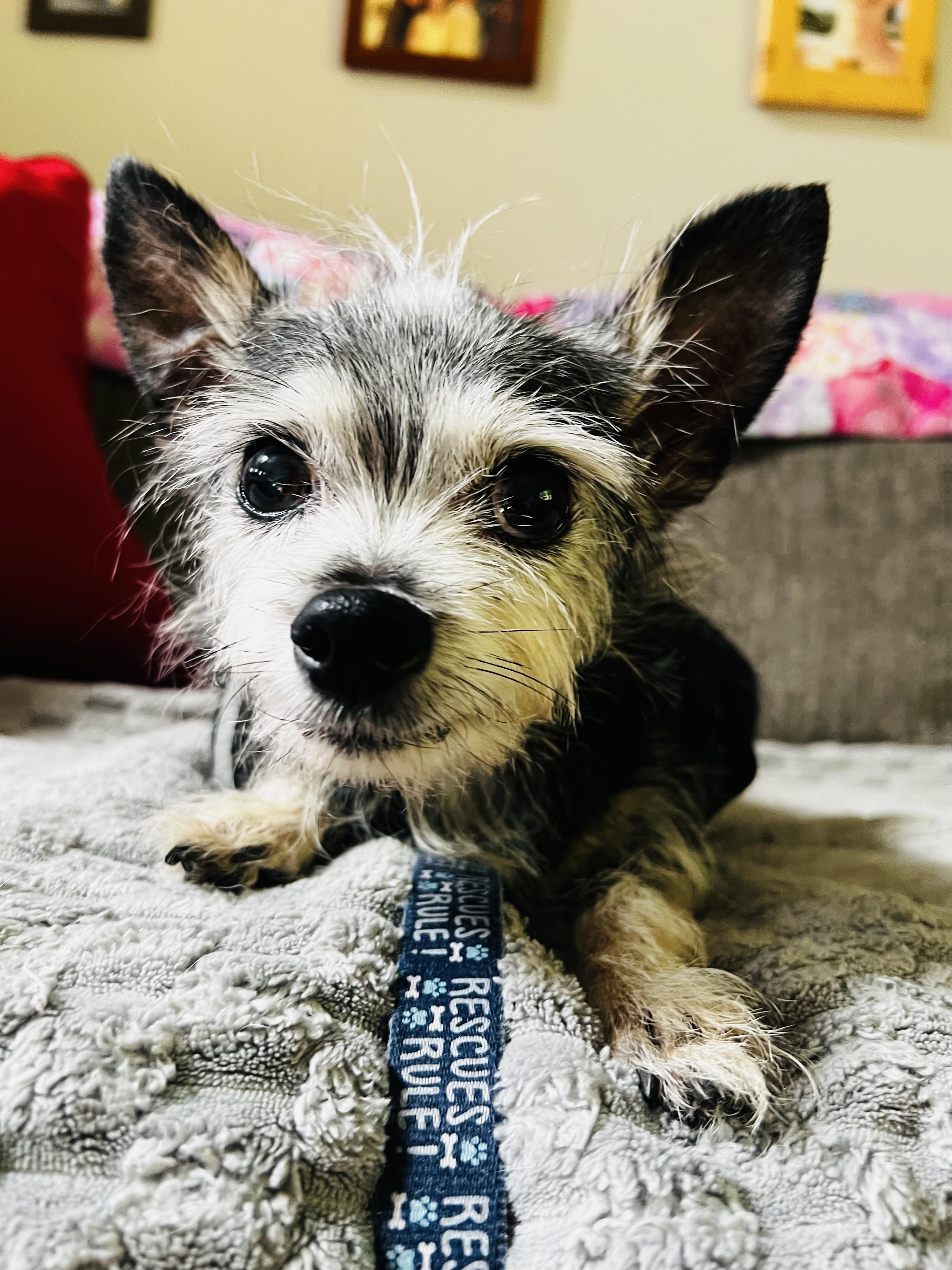 Tweezer, Adoptable, Senior Male Yorkshire Terrier.