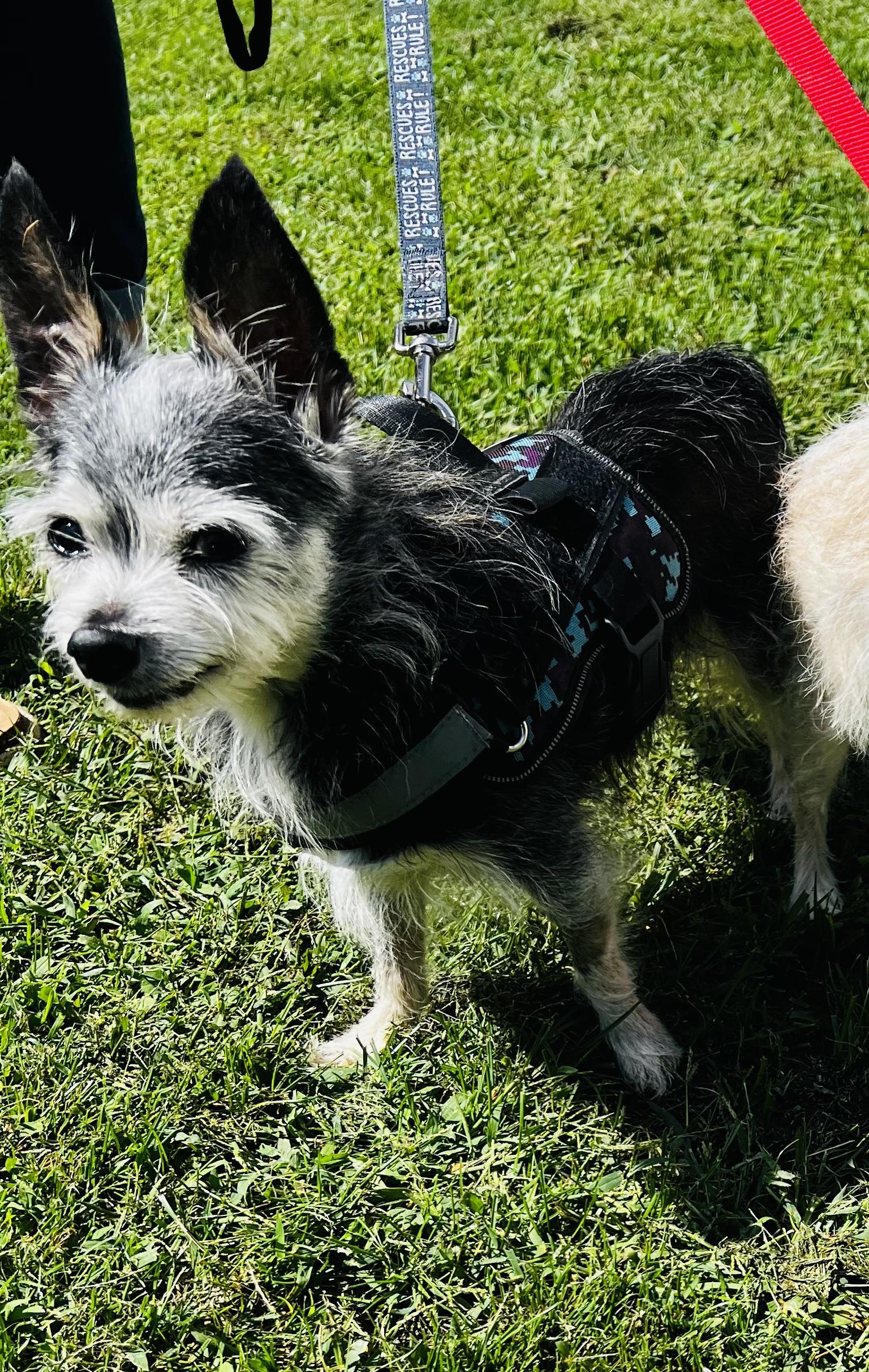 Enlarge Tweezer, a Adoptable mixed breed in Grand Rapids, MI image 6/6