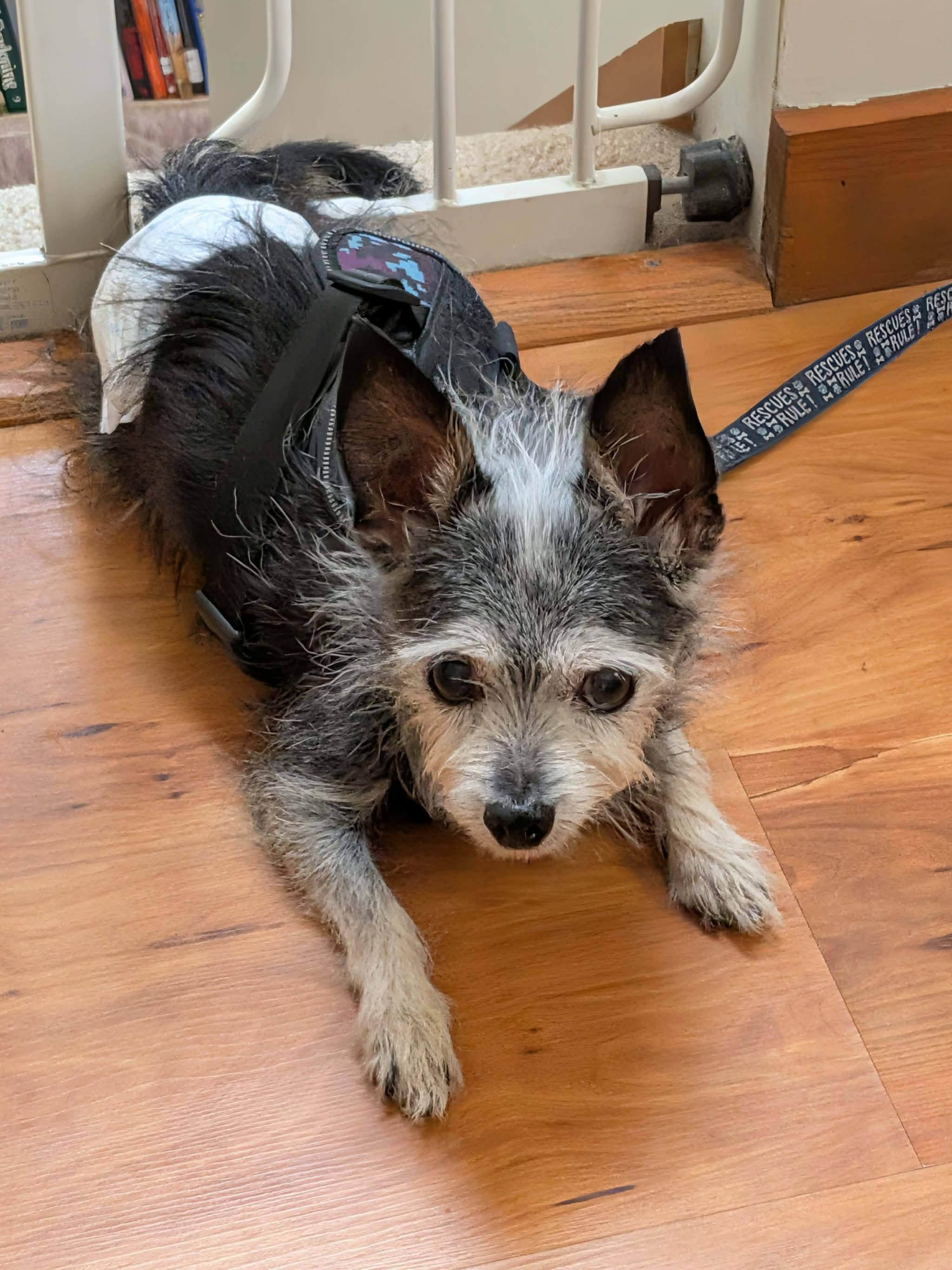 Enlarge Tweezer, a Adoptable mixed breed in Grand Rapids, MI image 5/6