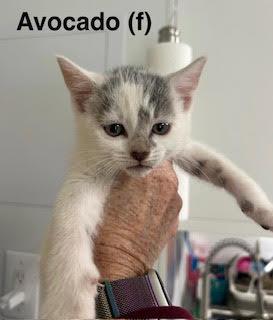 Enlarge Avocado, a Adoptable Domestic Short Hair in Saugerties, NY image 1/1
