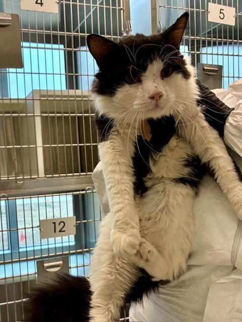 Enlarge KEVIN, a Adoptable Domestic Medium Hair in Brighton, CO image 1/1