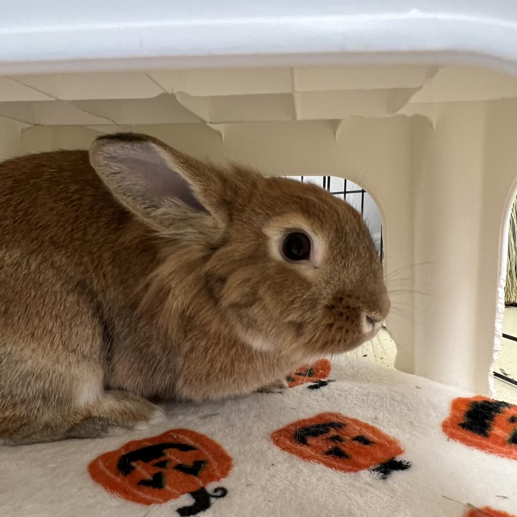 Nala, Adoptable, Adult Female Lionhead & Mixed Breed.