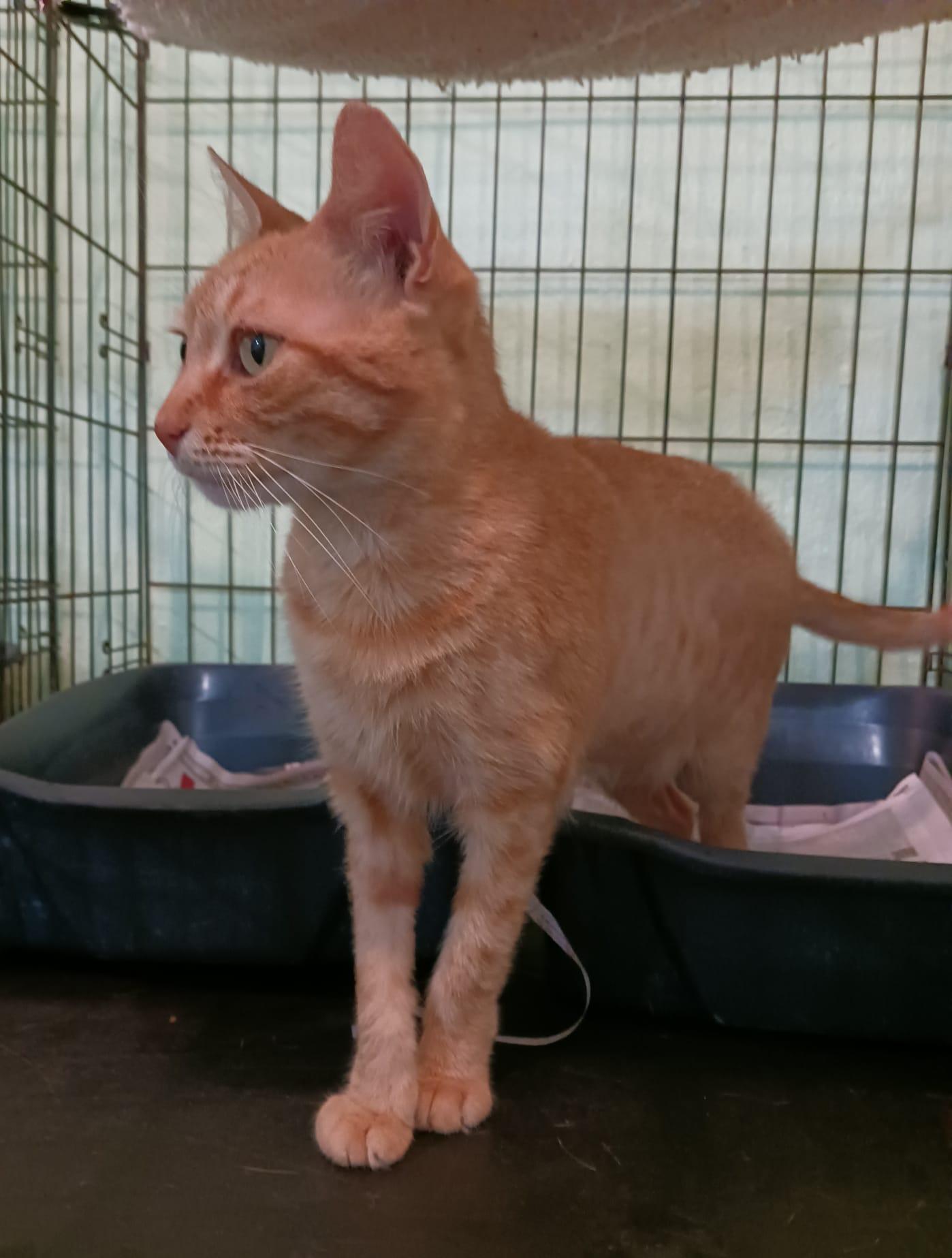 Blondie, a Adoptable Domestic Short Hair in Windsor Locks, CT image 1/6