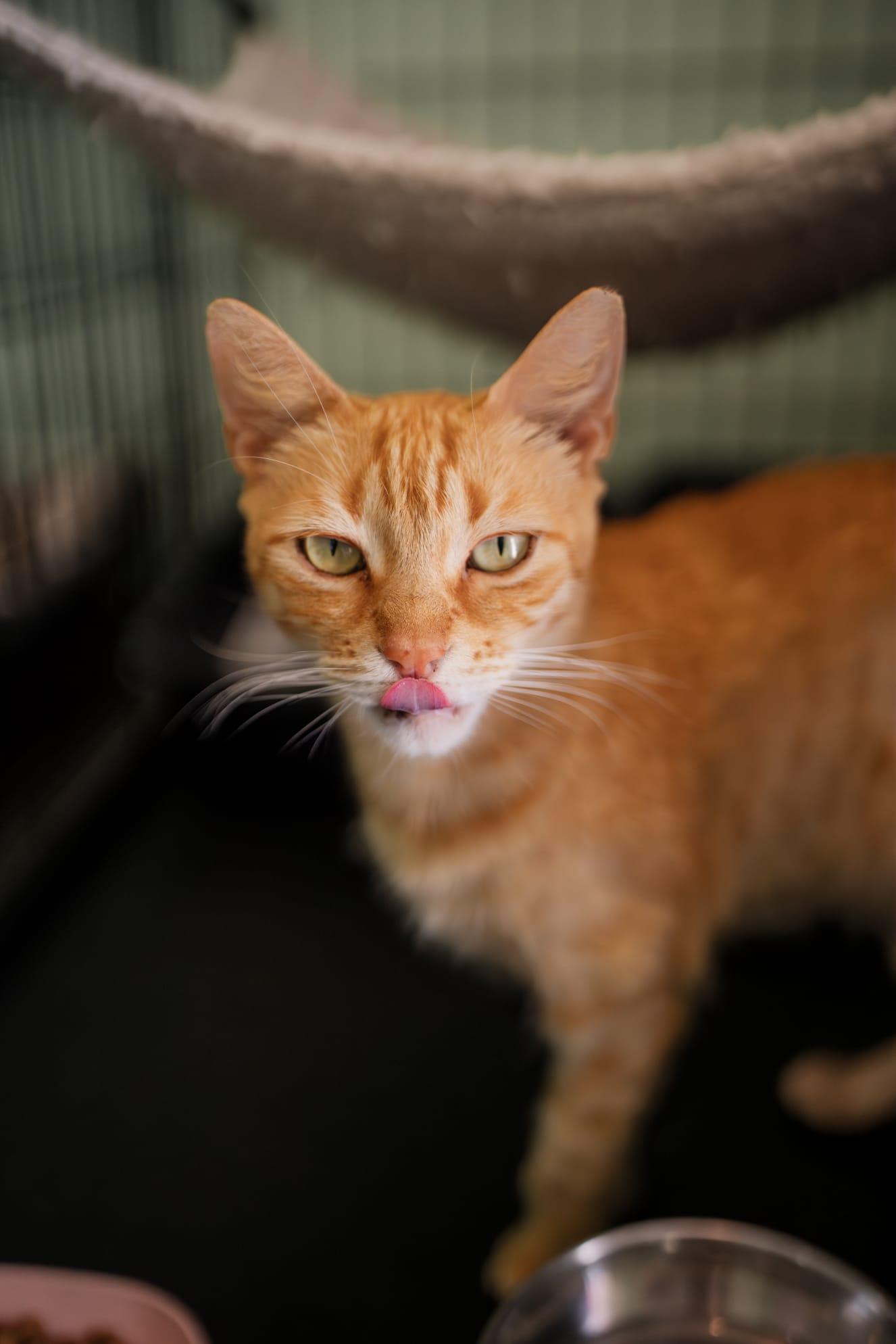 Blondie, a Adoptable Domestic Short Hair in Windsor Locks, CT image 2/6