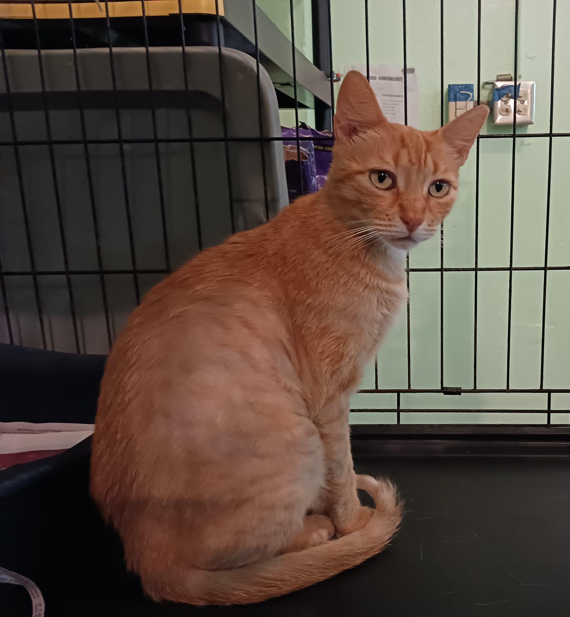 Blondie, a Adoptable Domestic Short Hair in Windsor Locks, CT image 3/6