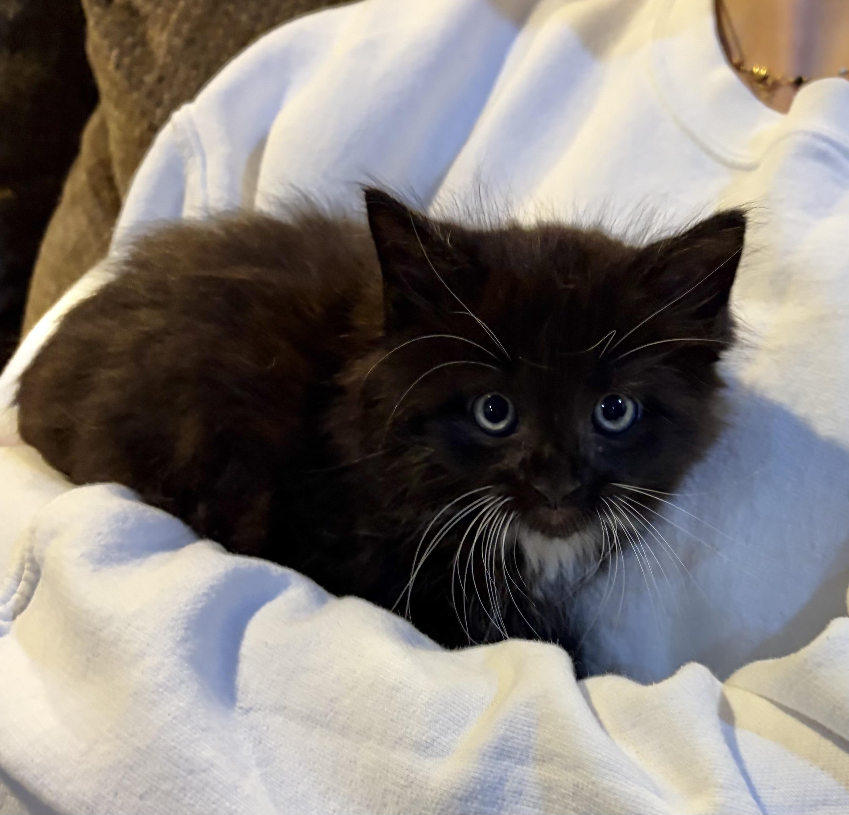 Enlarge Daisy, a Adoptable mixed breed in Allentown, NJ image 2/4