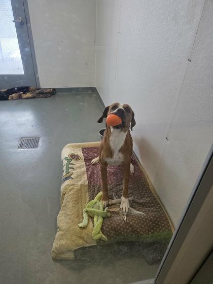 Enlarge Addie, a Adoptable mixed breed in Bath, NY image 1/2