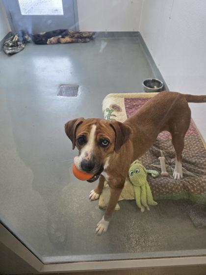 Enlarge Addie, a Adoptable mixed breed in Bath, NY image 2/2
