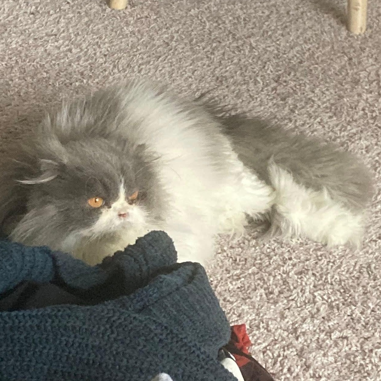 Holly, ADOPTABLE, Adult Female Highland Fold.