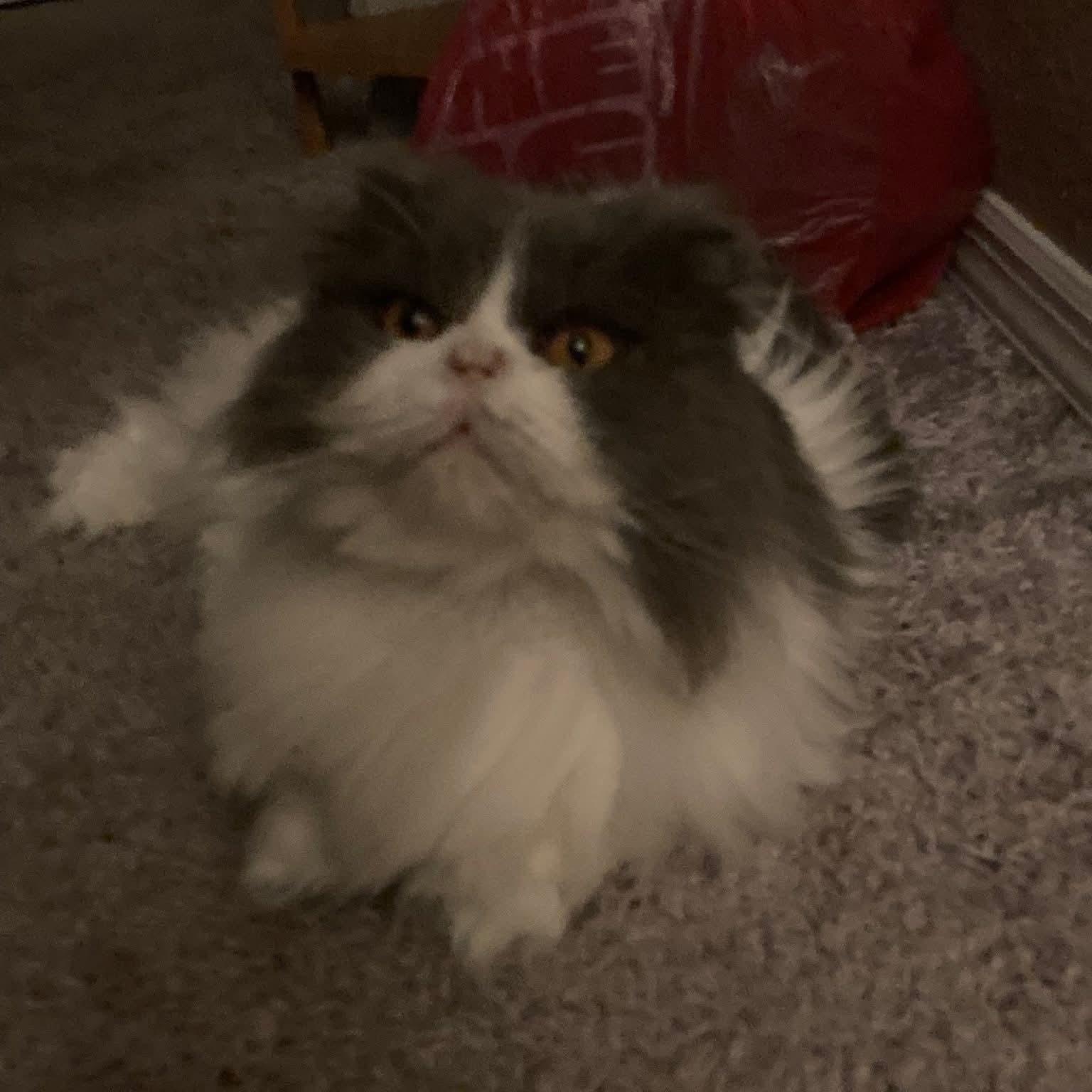 Enlarge Holly, a ADOPTABLE Highland Fold in Pittsburgh, PA image 3/6