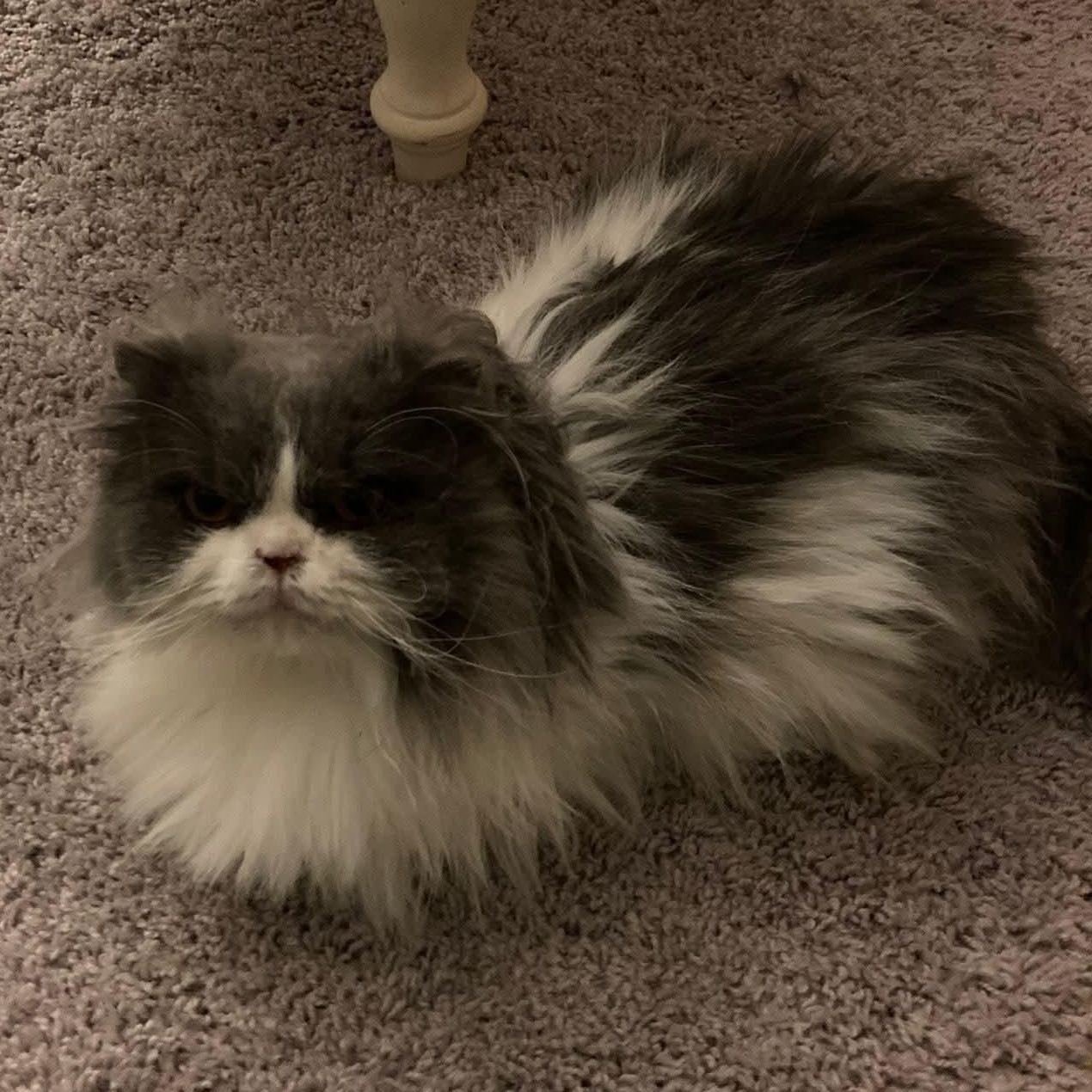 Enlarge Holly, a ADOPTABLE Highland Fold in Pittsburgh, PA image 4/6