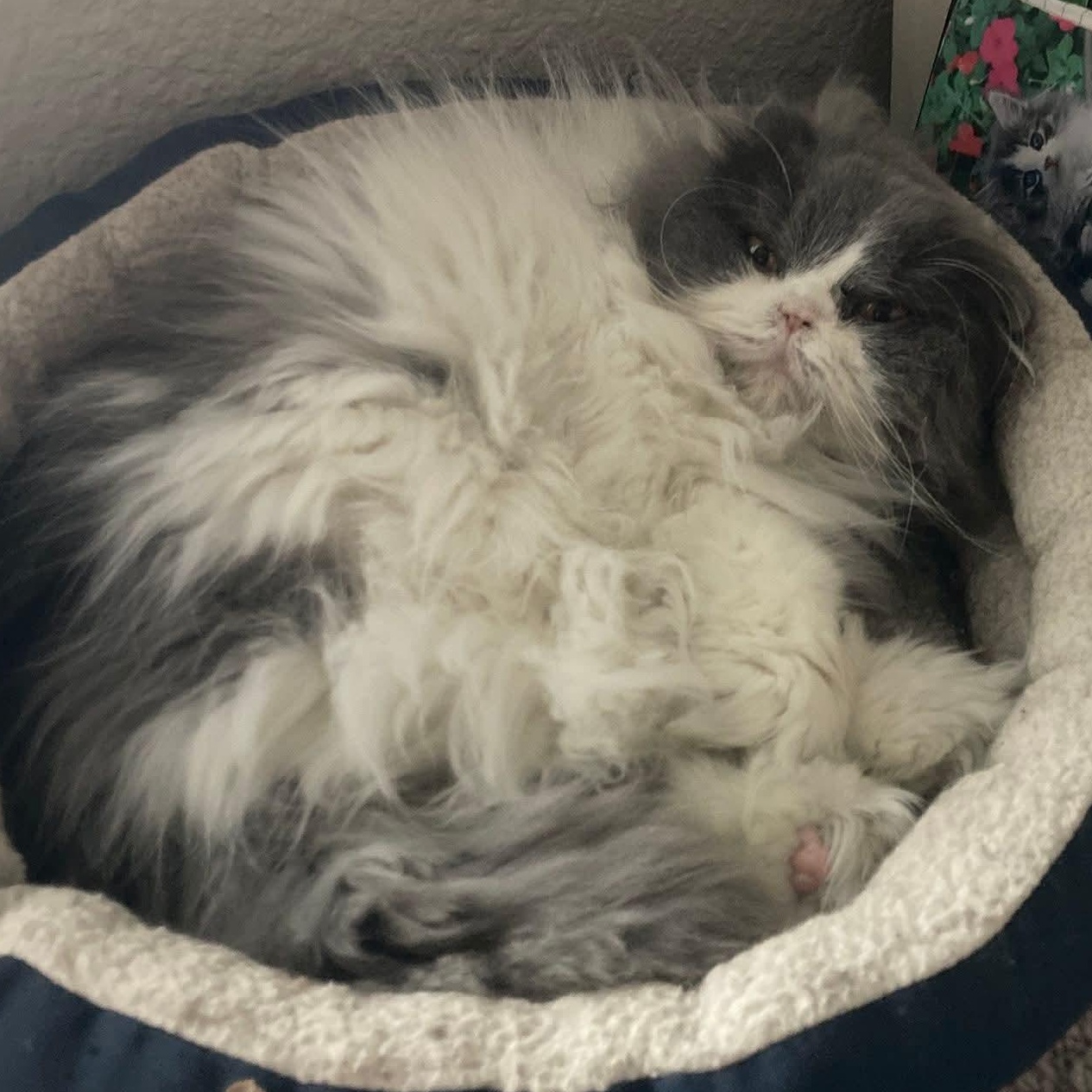 Enlarge Holly, a ADOPTABLE Highland Fold in Pittsburgh, PA image 2/6