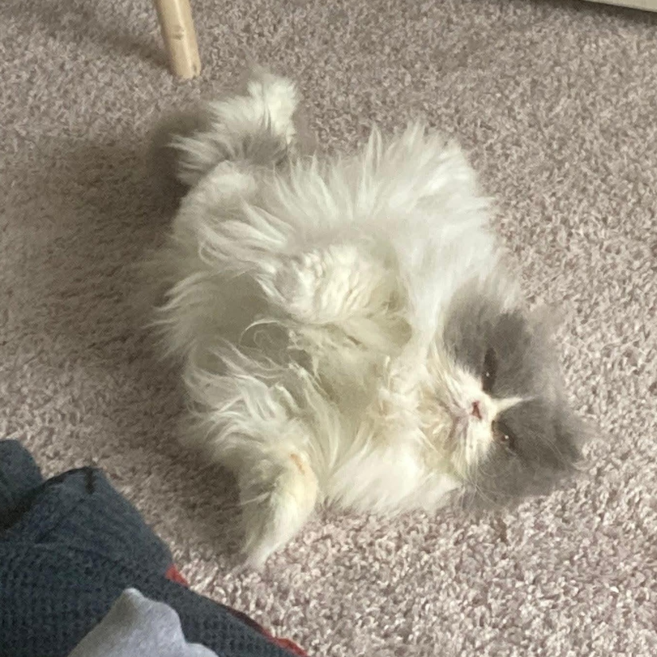 Enlarge Holly, a ADOPTABLE Highland Fold in Pittsburgh, PA image 5/6