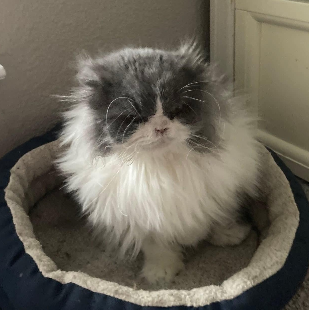 Enlarge Holly, a ADOPTABLE Highland Fold in Pittsburgh, PA image 6/6