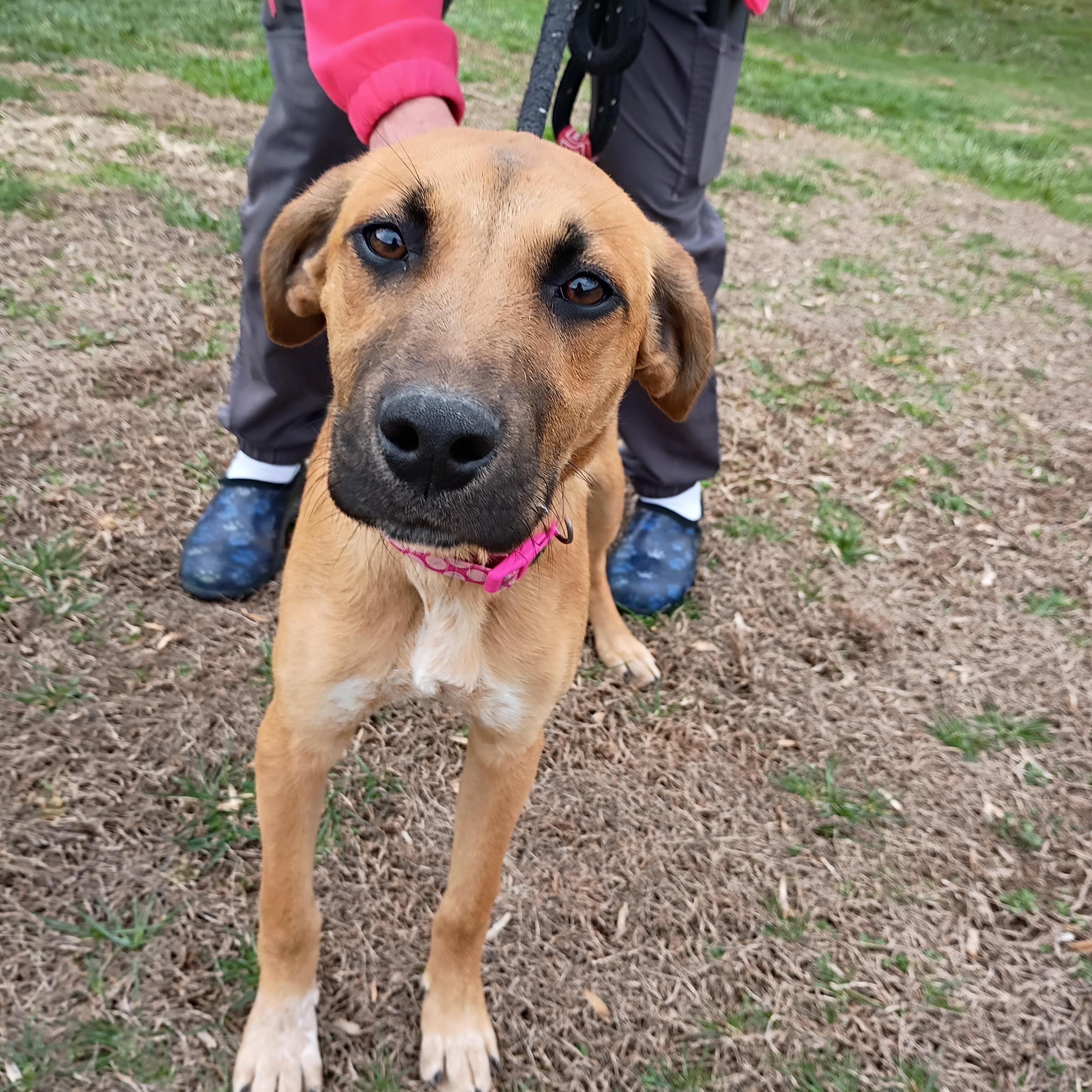 Enlarge Ruby, a ADOPTABLE mixed breed in Maynardville, TN image 1/1