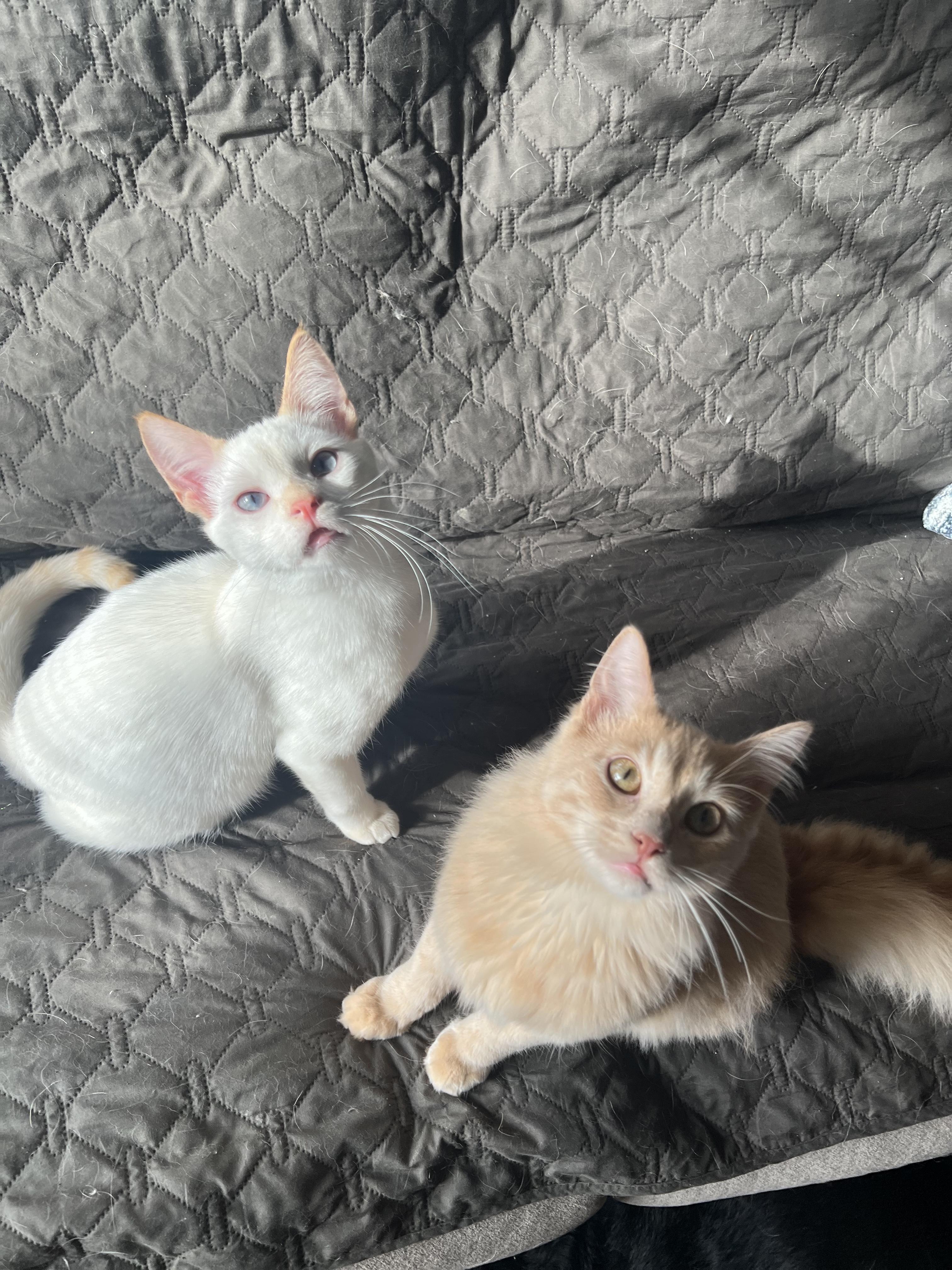 Enlarge Mushu and Dumpling, an adopted Domestic Medium Hair in Madison, WI image 2/6