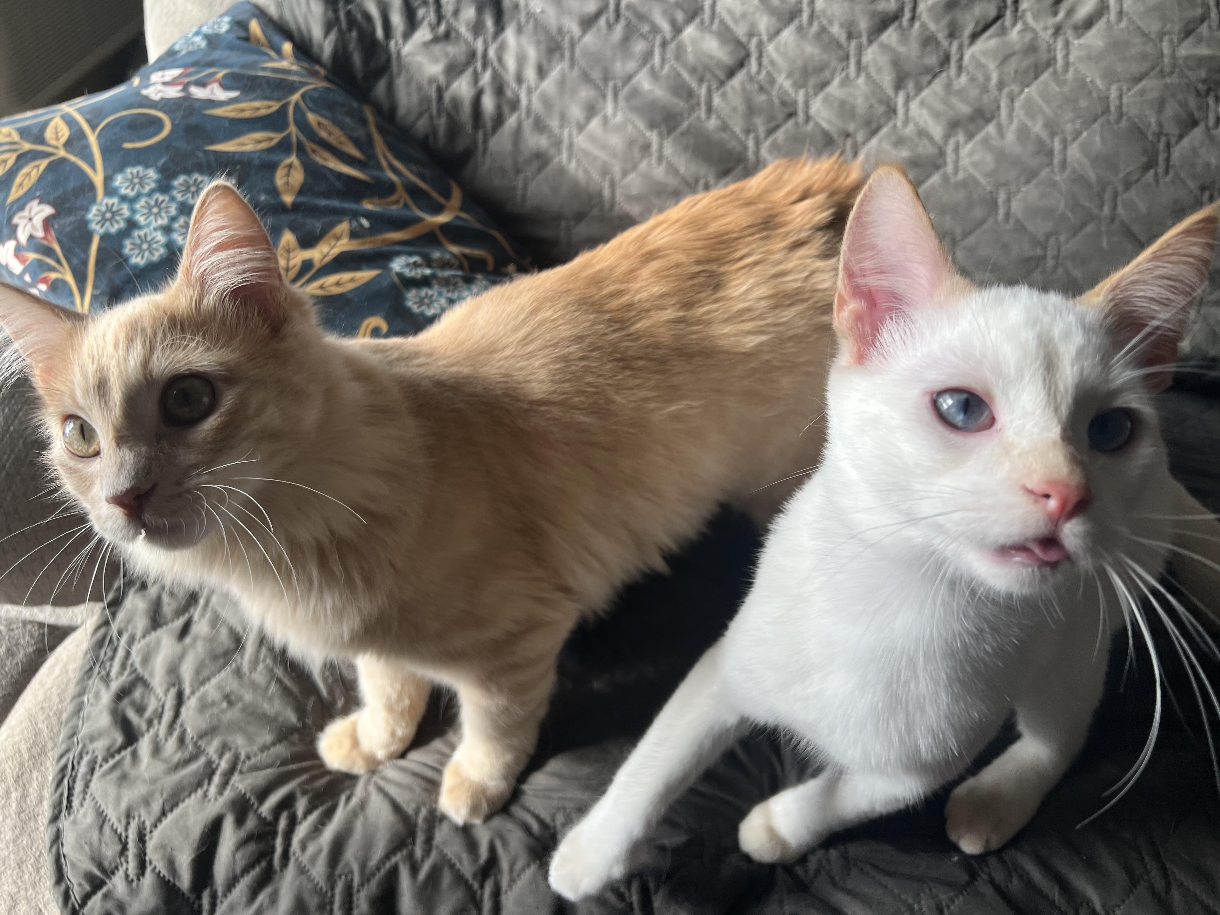 Enlarge Mushu and Dumpling, an adopted Domestic Medium Hair in Madison, WI image 3/6