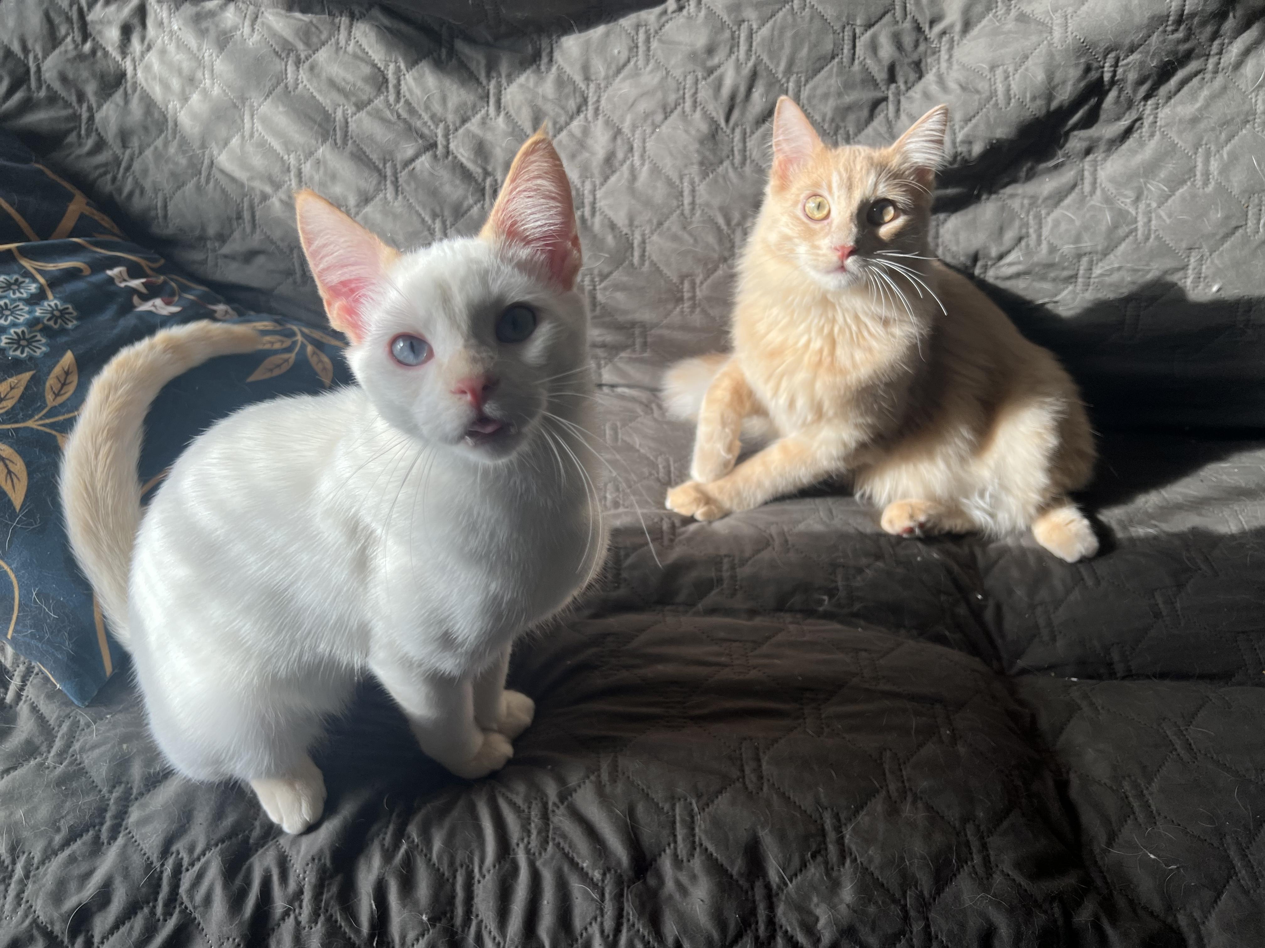 Mushu and Dumpling, ADOPTABLE, Kitten Male Domestic Medium Hair.