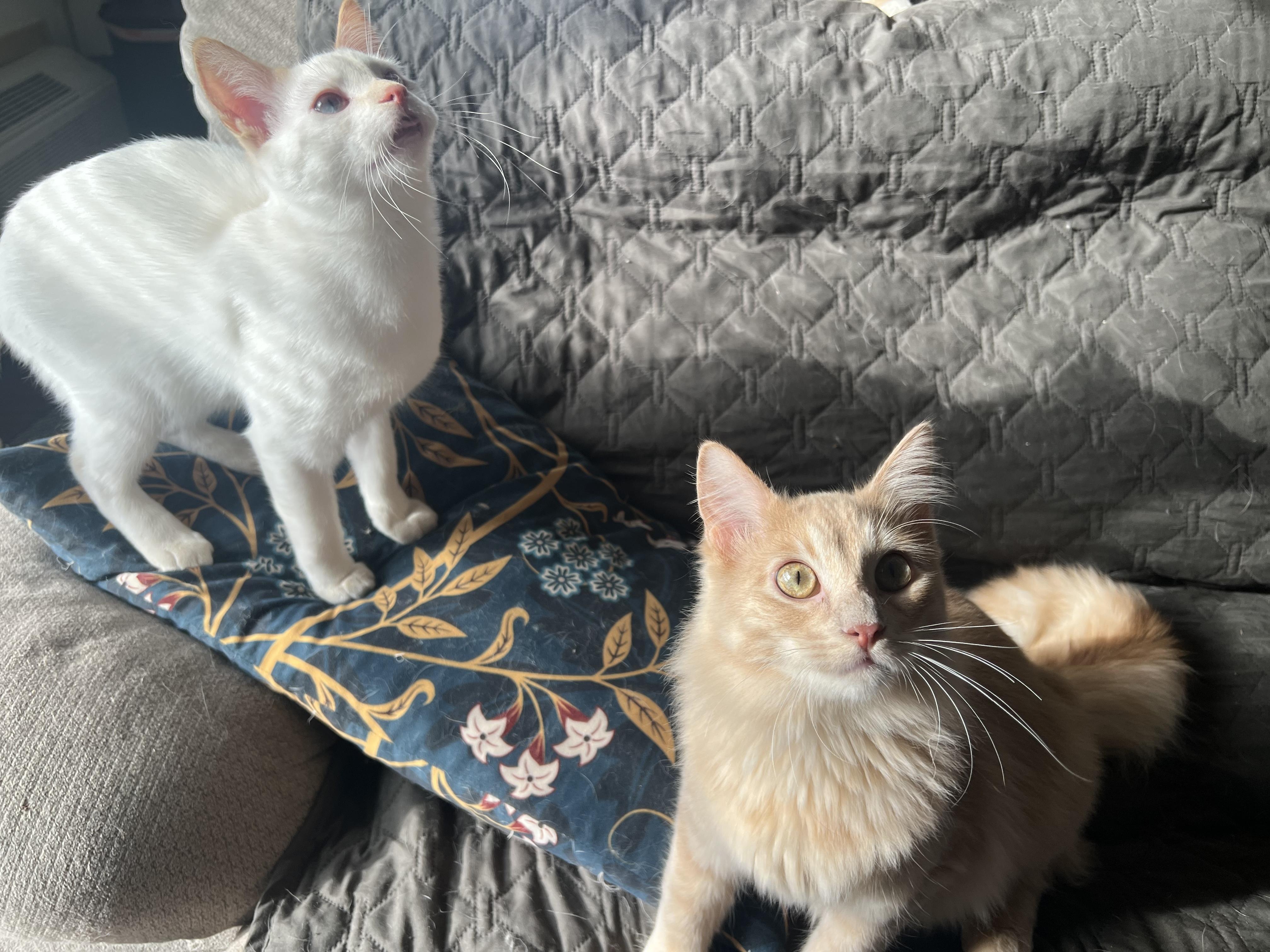 Enlarge Mushu and Dumpling, an adopted Domestic Medium Hair in Madison, WI image 4/6