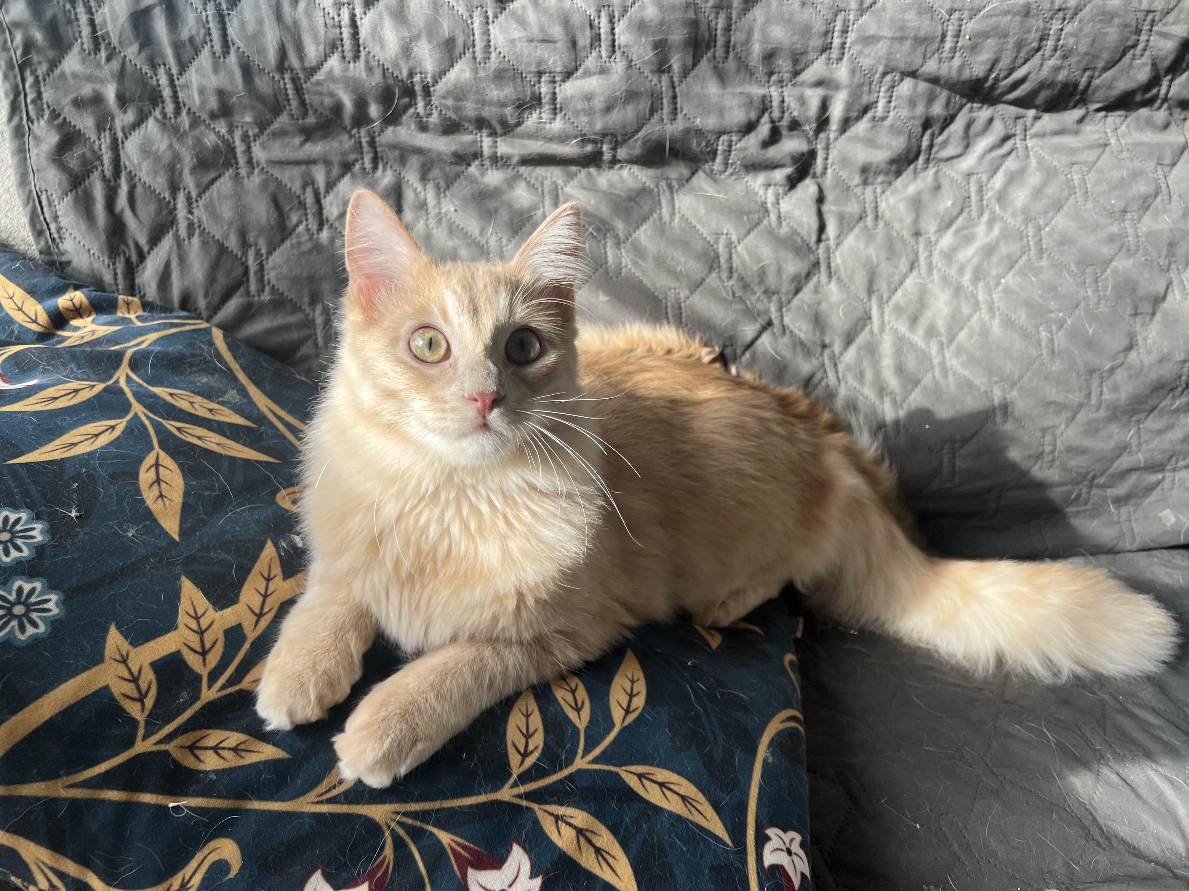 Enlarge Mushu and Dumpling, an adopted Domestic Medium Hair in Madison, WI image 6/6