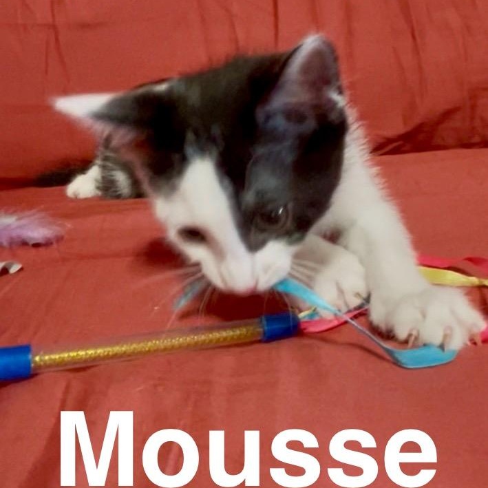 Mousse, an adoptable Domestic Short Hair in Chickasha, OK, 73018 | Photo Image 1