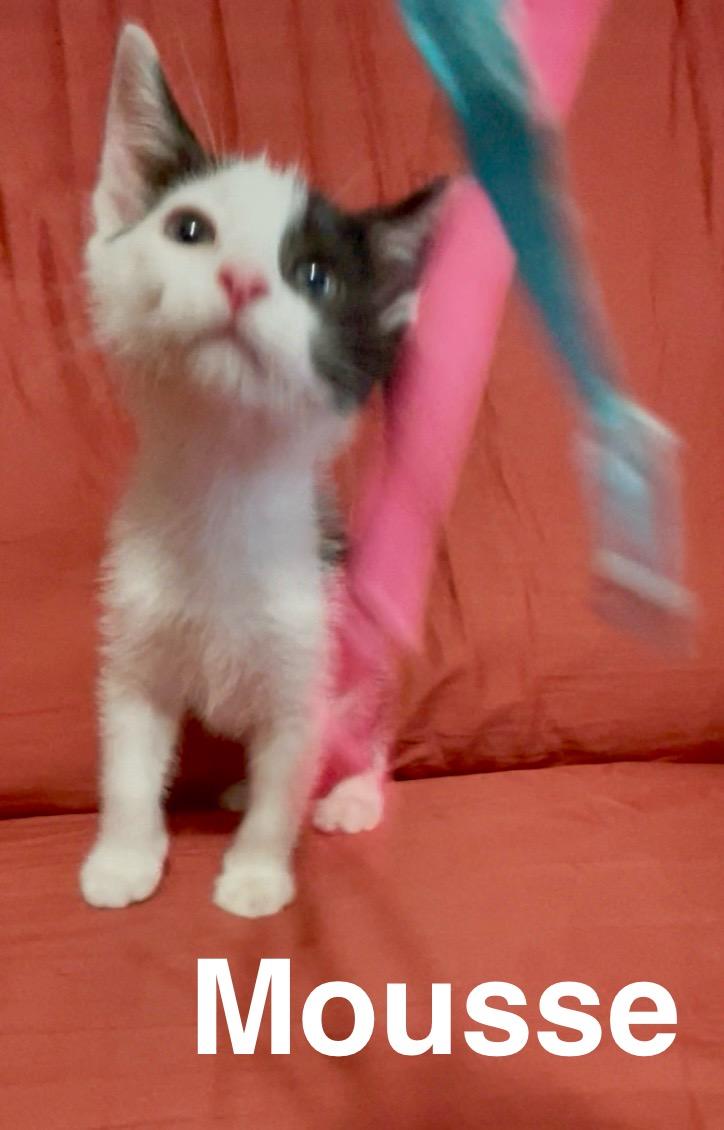 Mousse, an adoptable Domestic Short Hair in Chickasha, OK, 73018 | Photo Image 2