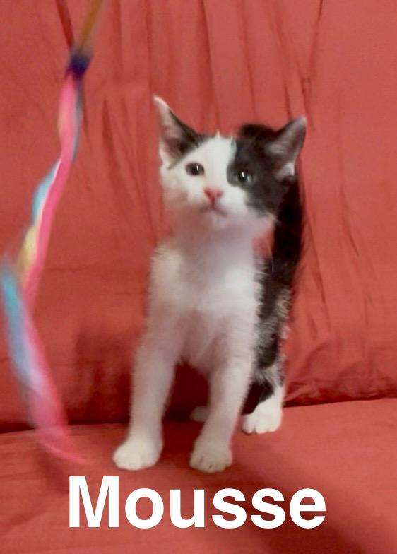 Mousse, an adoptable Domestic Short Hair in Chickasha, OK, 73018 | Photo Image 3