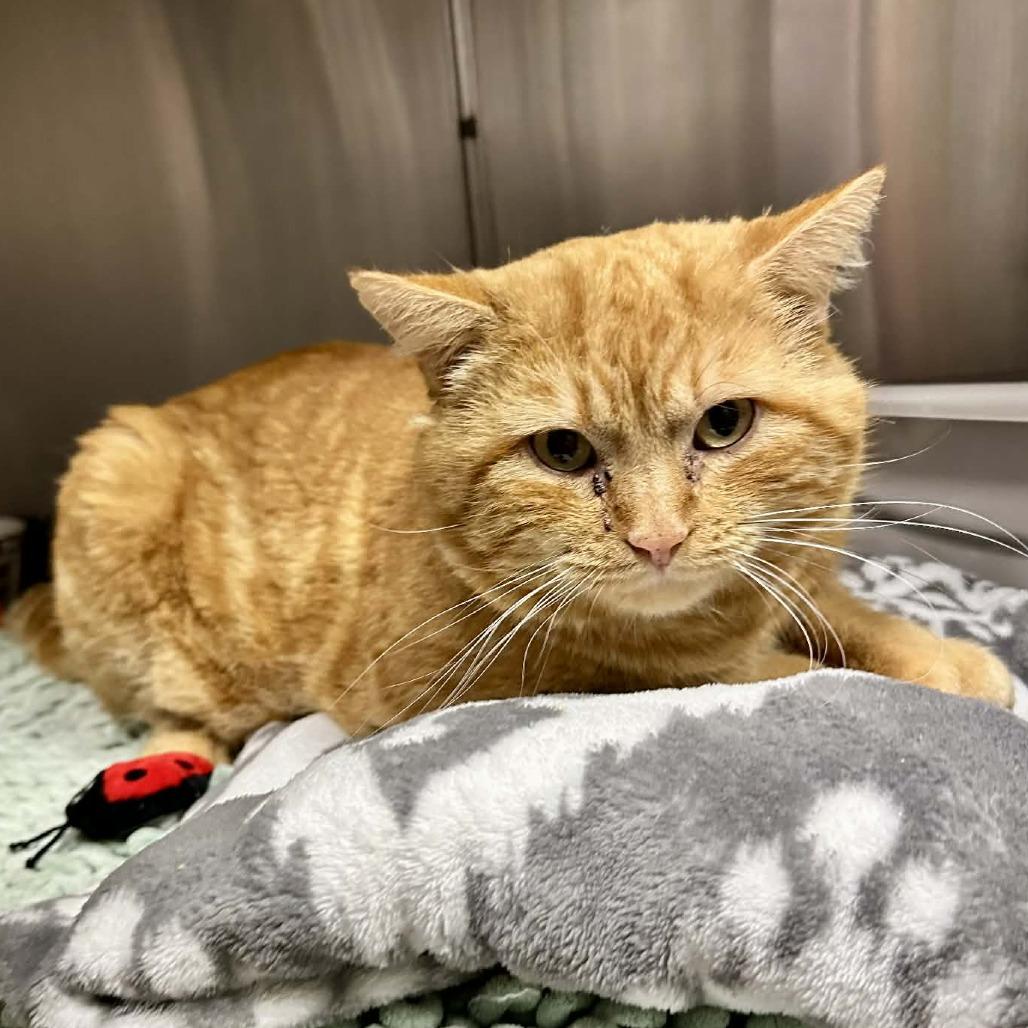 Gumdrop- Eureka Petsense (Adopted), Adoptable, Adult Male Domestic Short Hair.