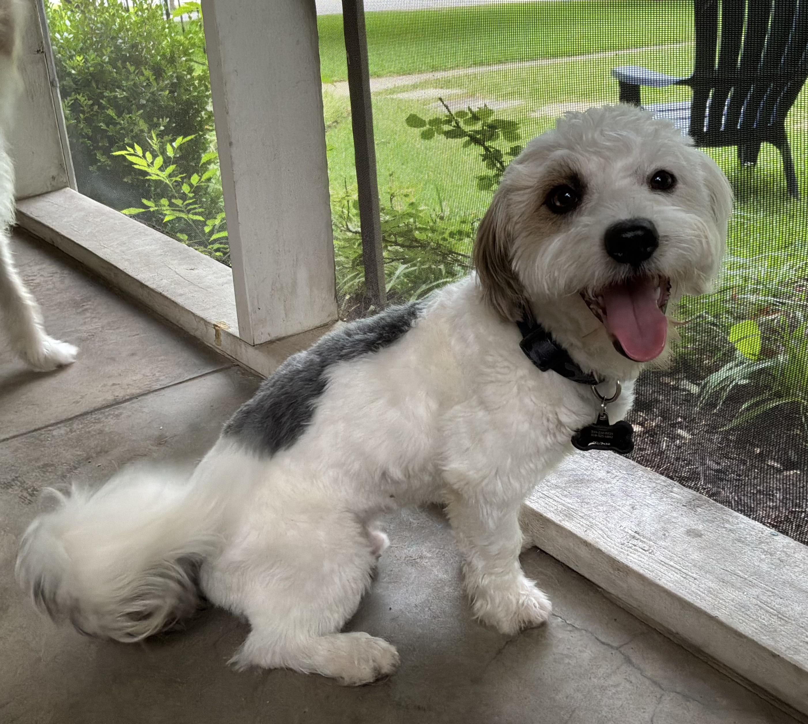 Todo, an adopted mixed breed in Coppell, TX image 2/2