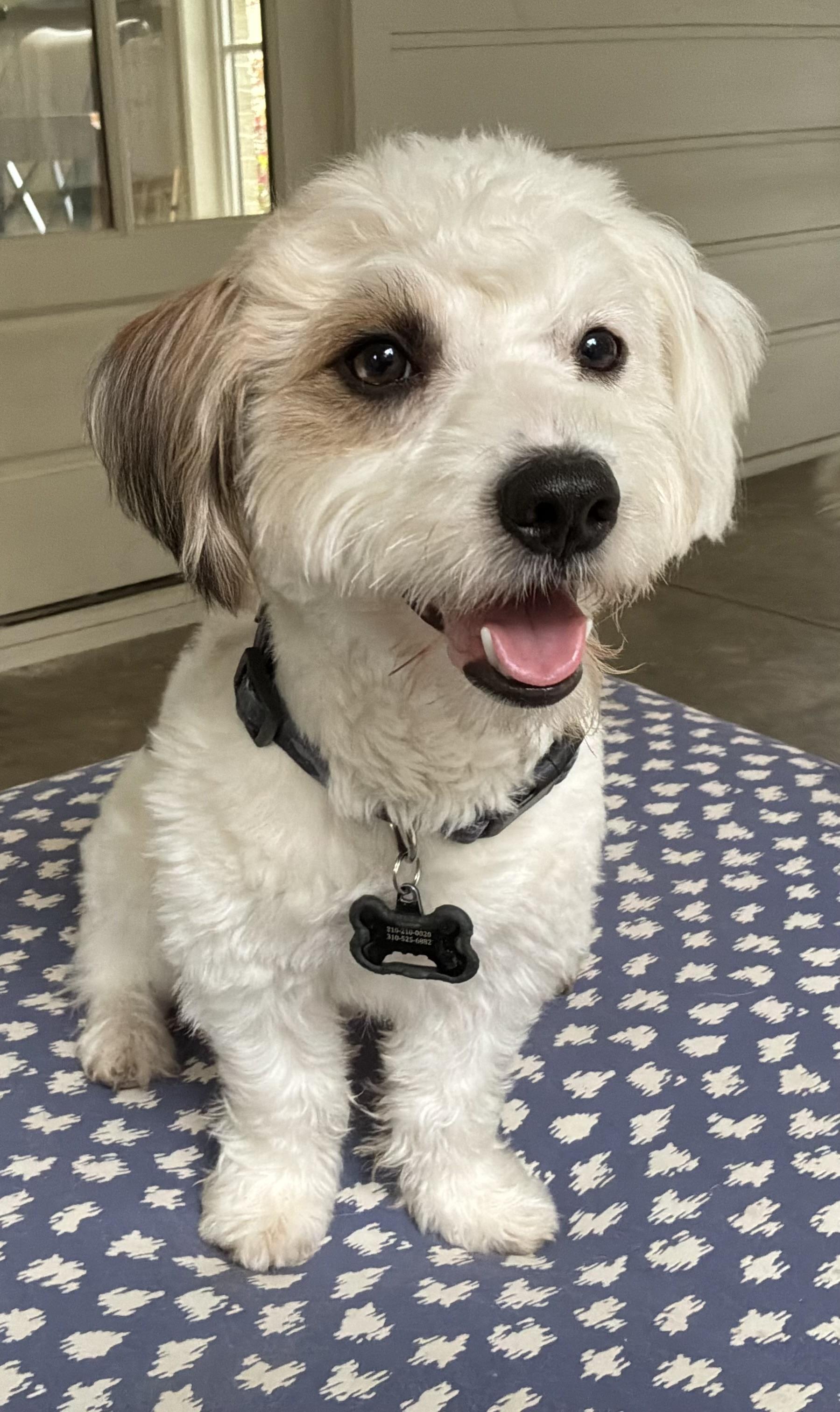 Todo, adopted, Young Male Havanese & Schnoodle.