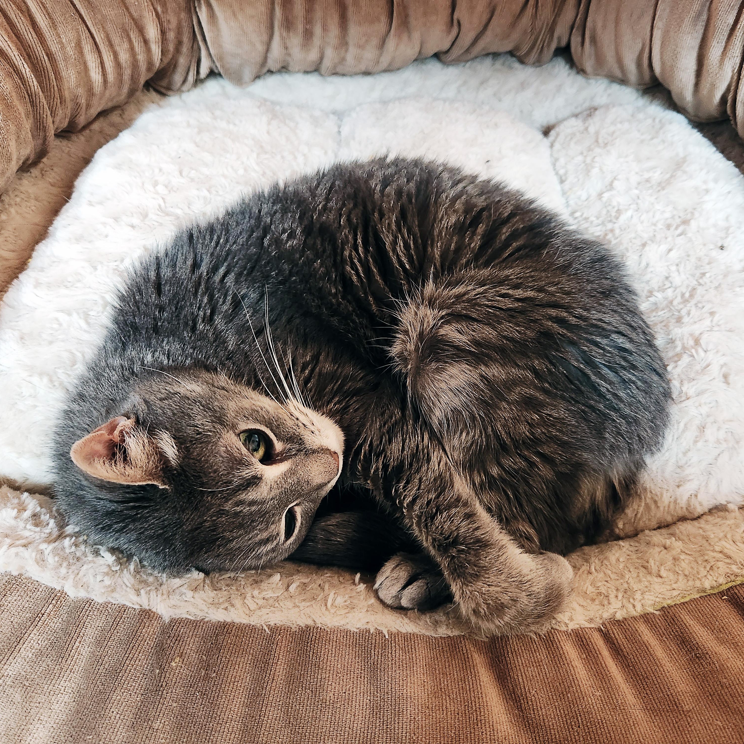 Enlarge Ham, a Adoptable Domestic Short Hair in Apex, NC image 4/5